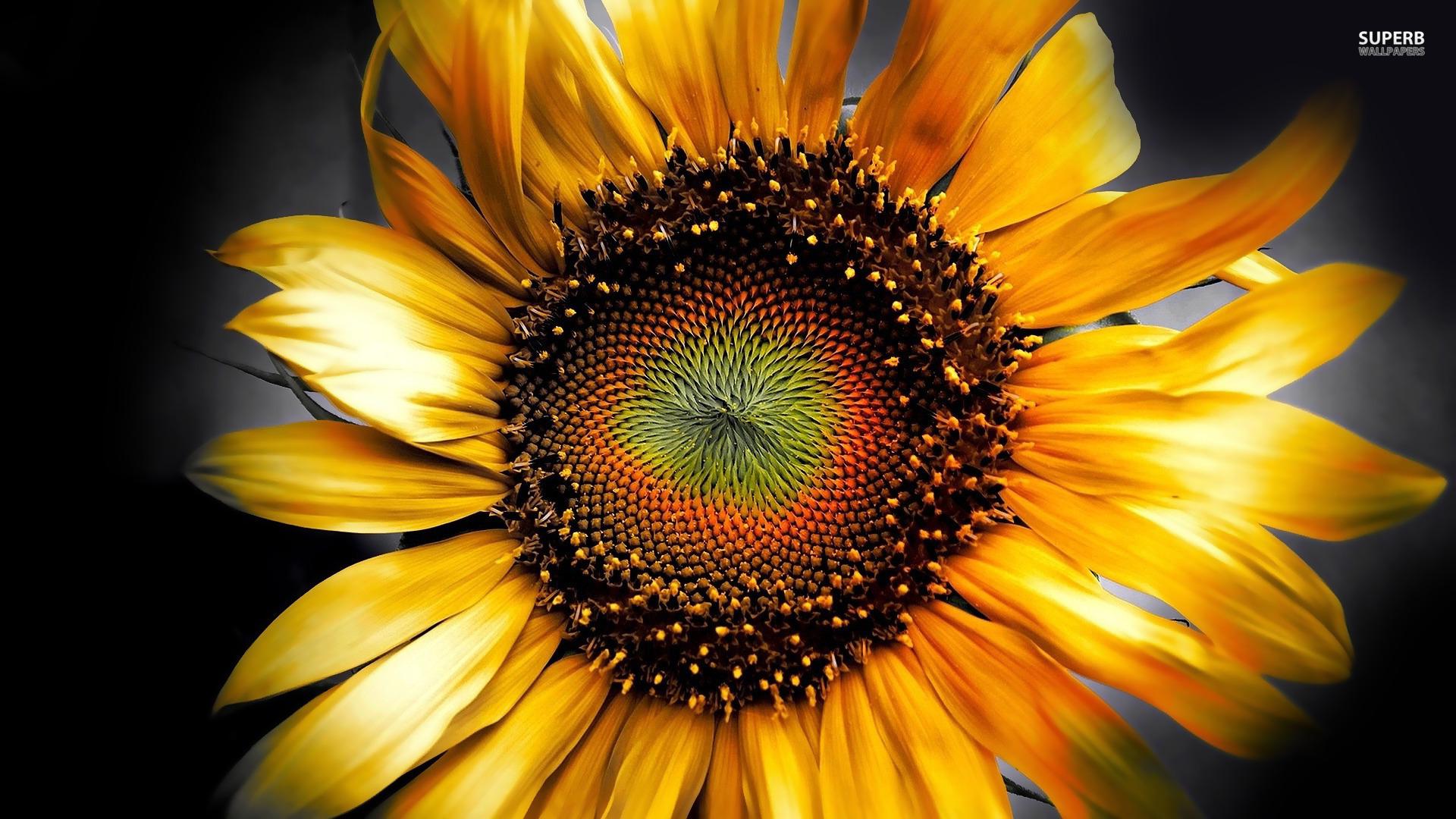 Autumn Sunflower Wallpapers