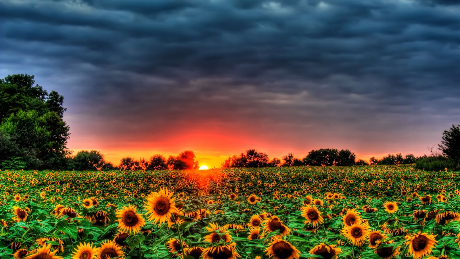 Autumn Sunflower Wallpapers