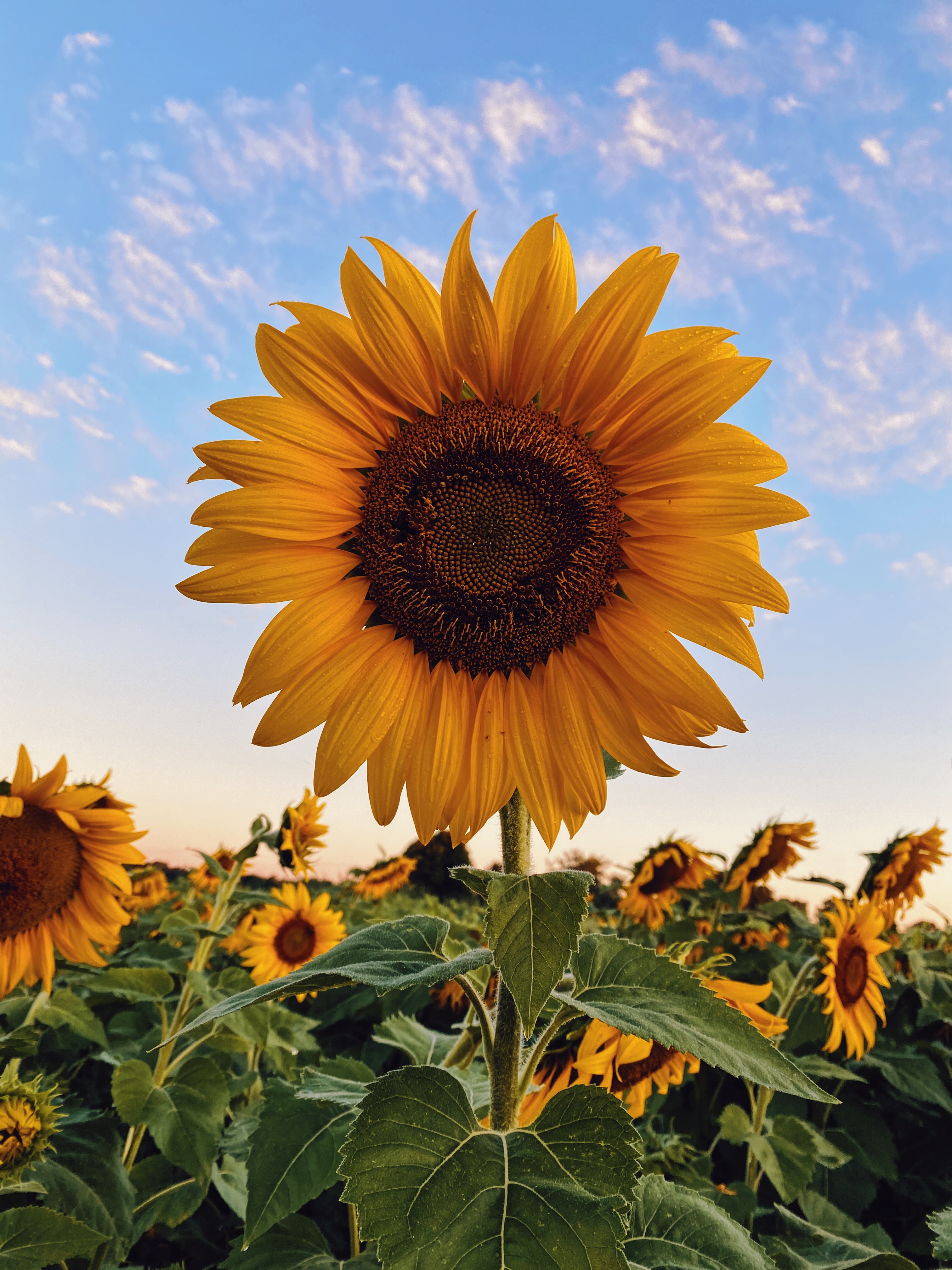 Autumn Sunflower Wallpapers