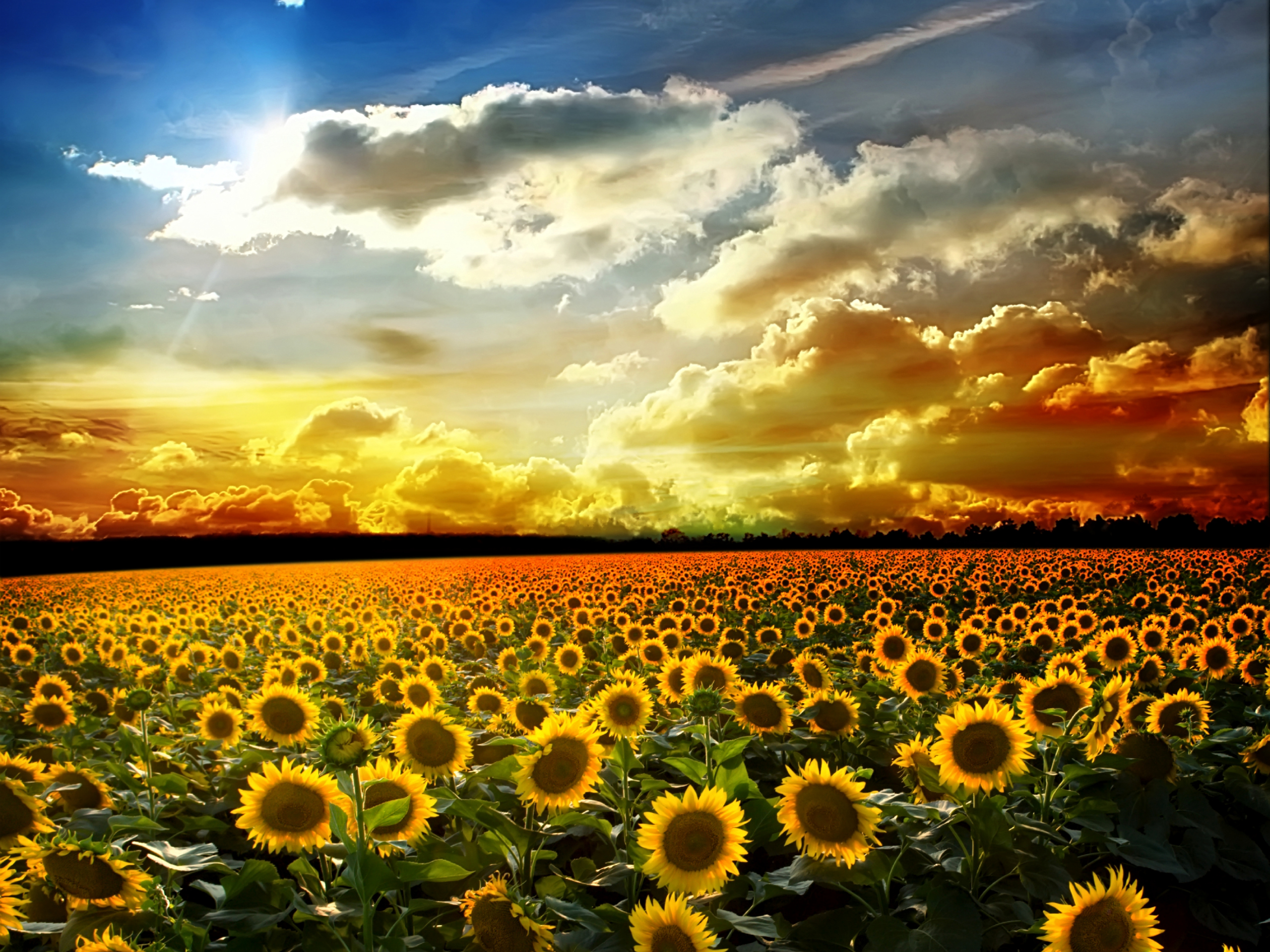 Autumn Sunflower Wallpapers