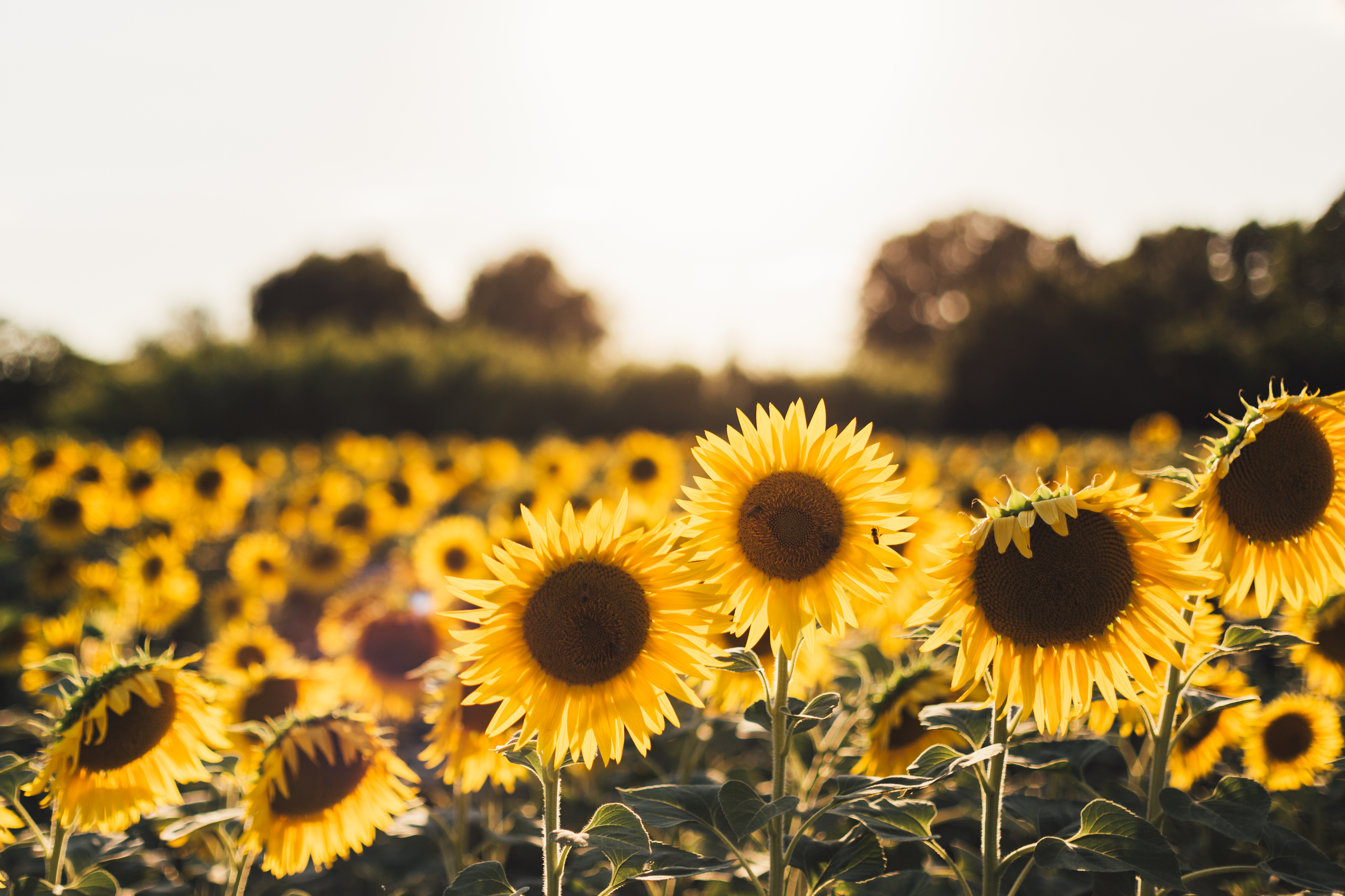 Autumn Sunflower Wallpapers