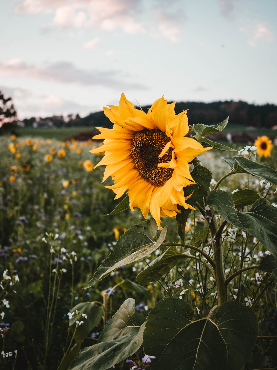 Autumn Sunflower Wallpapers