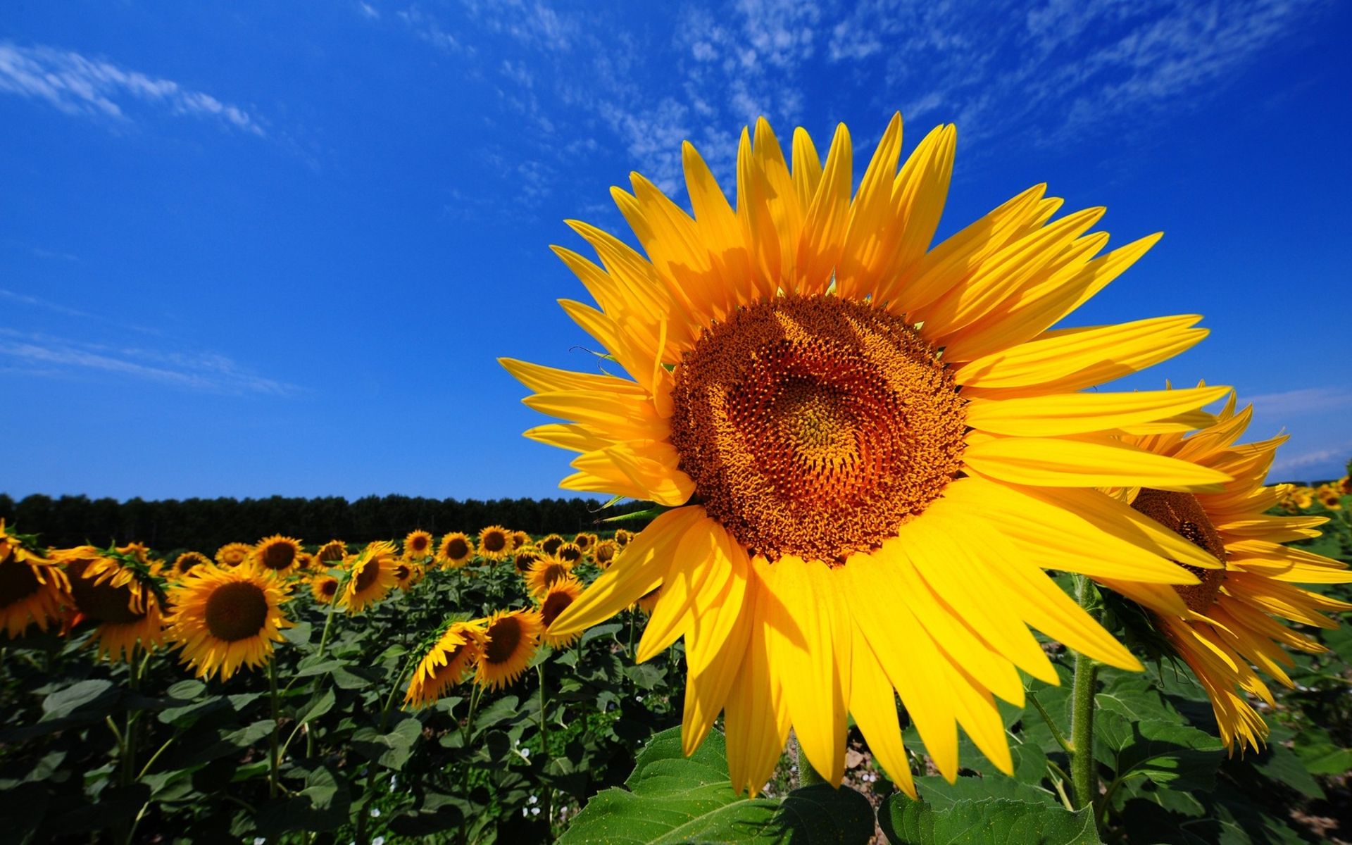 Autumn Sunflower Wallpapers