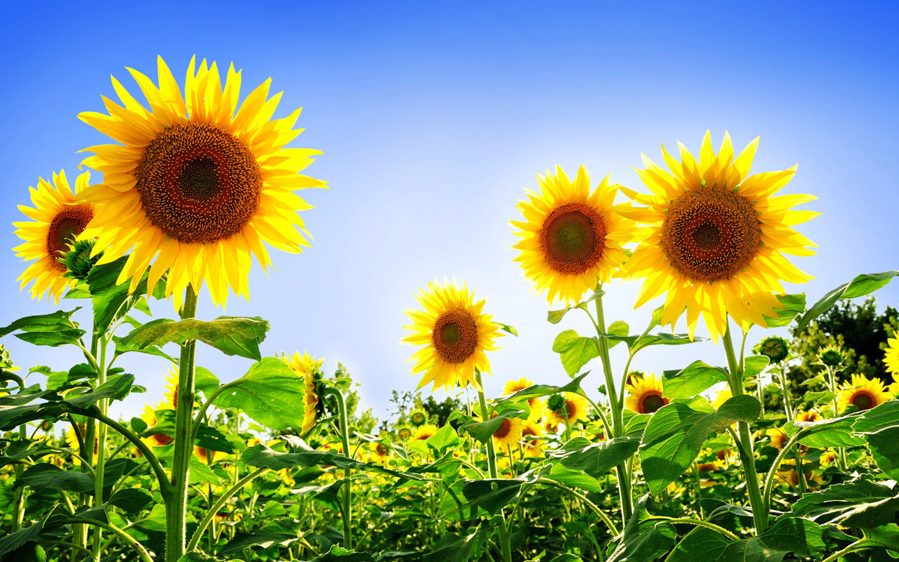 Autumn Sunflower Wallpapers