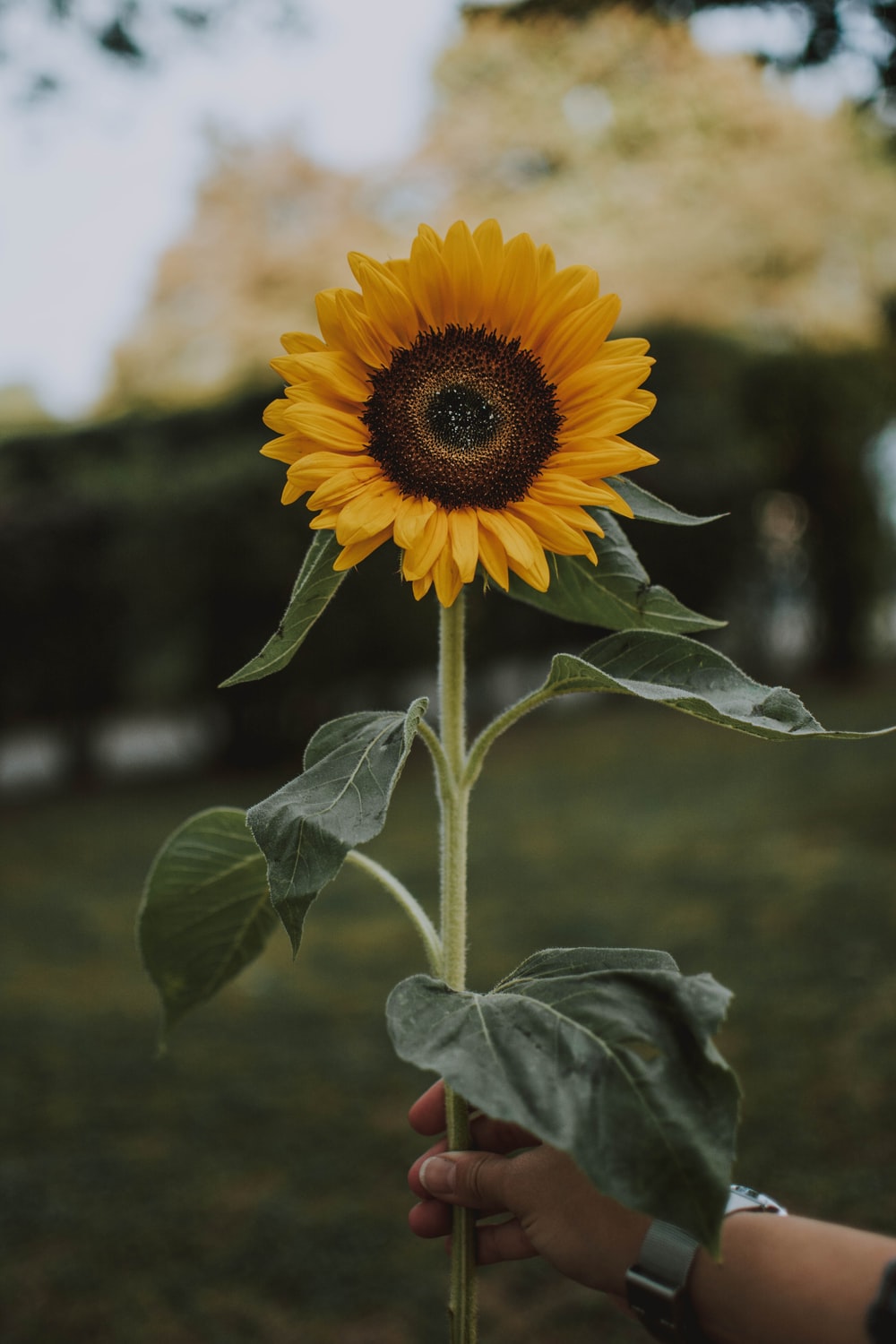 Autumn Sunflower Wallpapers