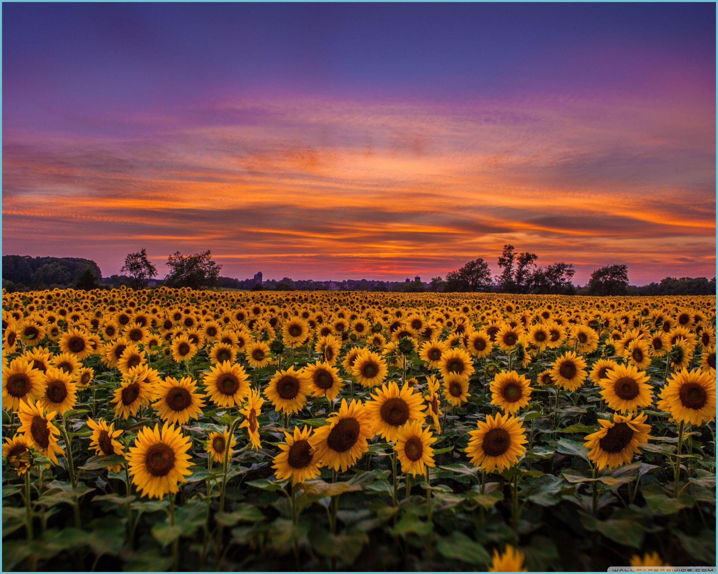 Autumn Sunflower Wallpapers