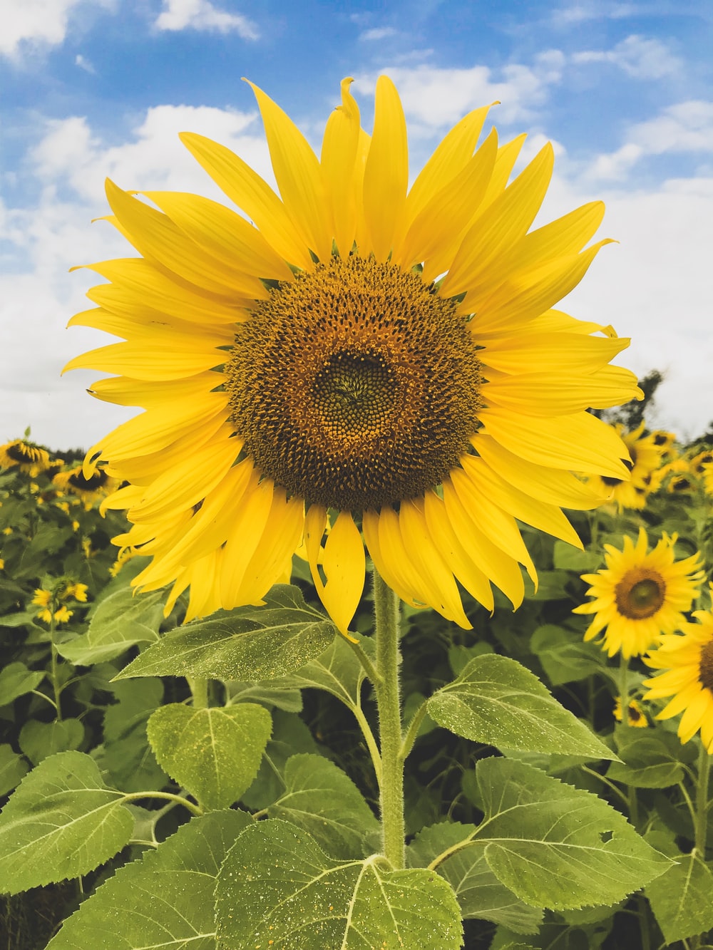 Autumn Sunflower Wallpapers