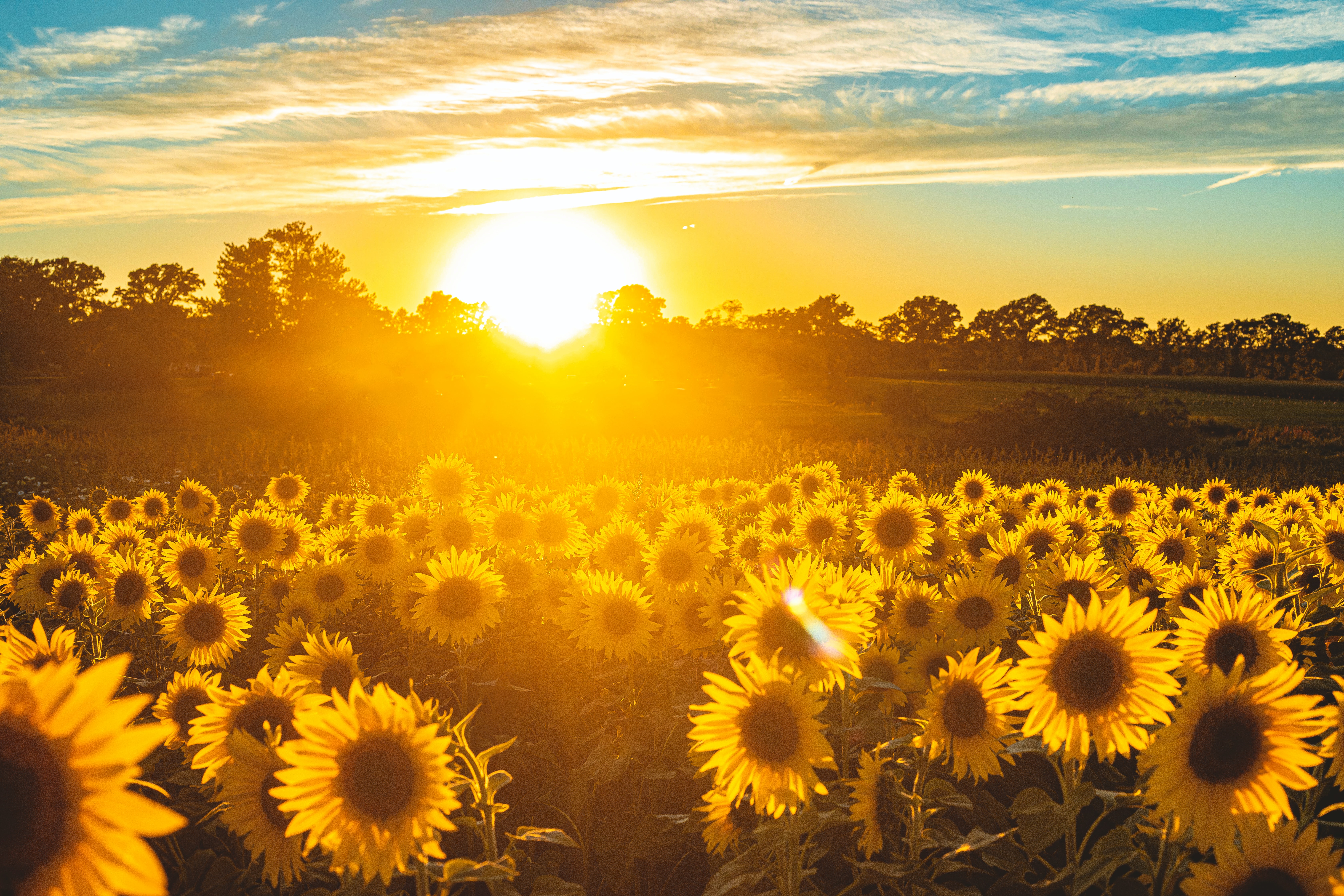 Autumn Sunflower Wallpapers