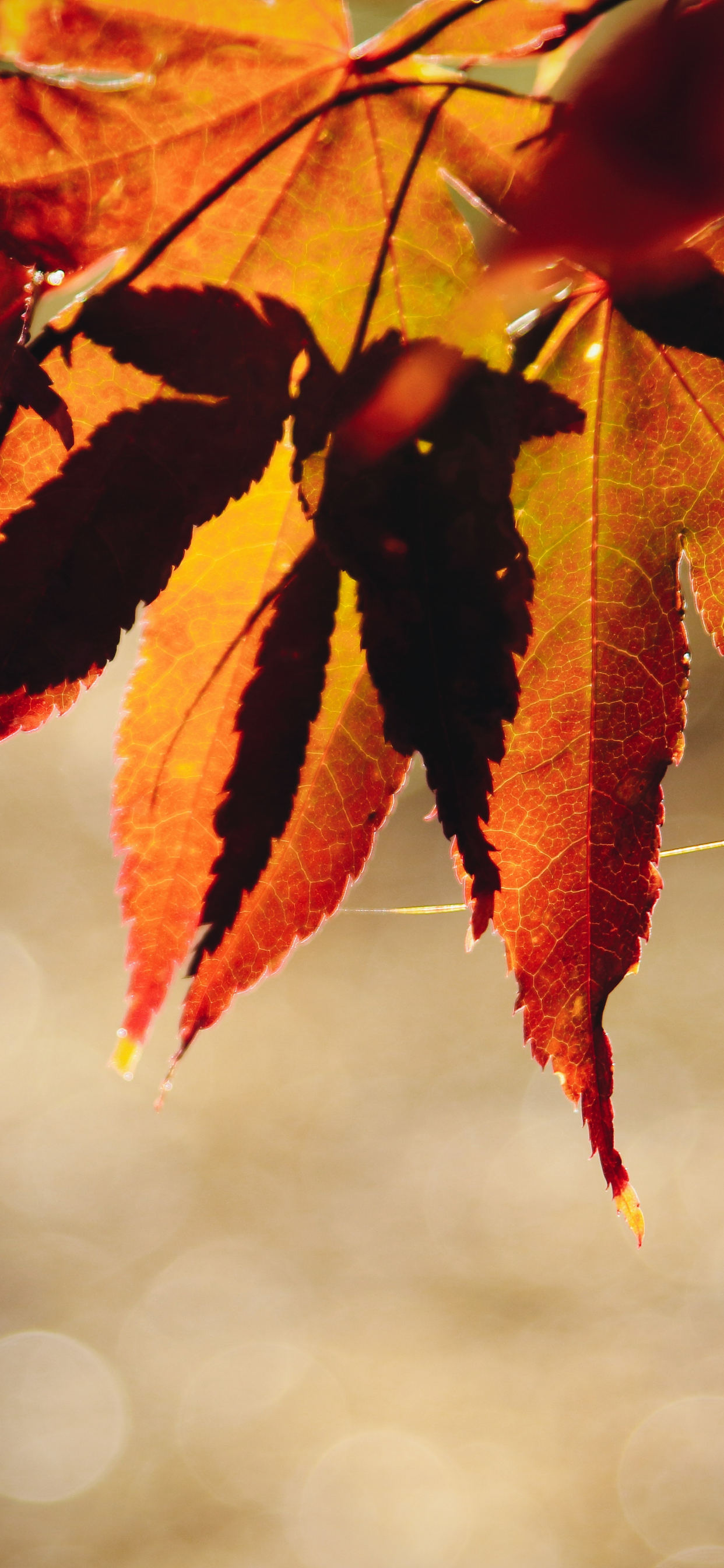 Autumn Themed Wallpapers