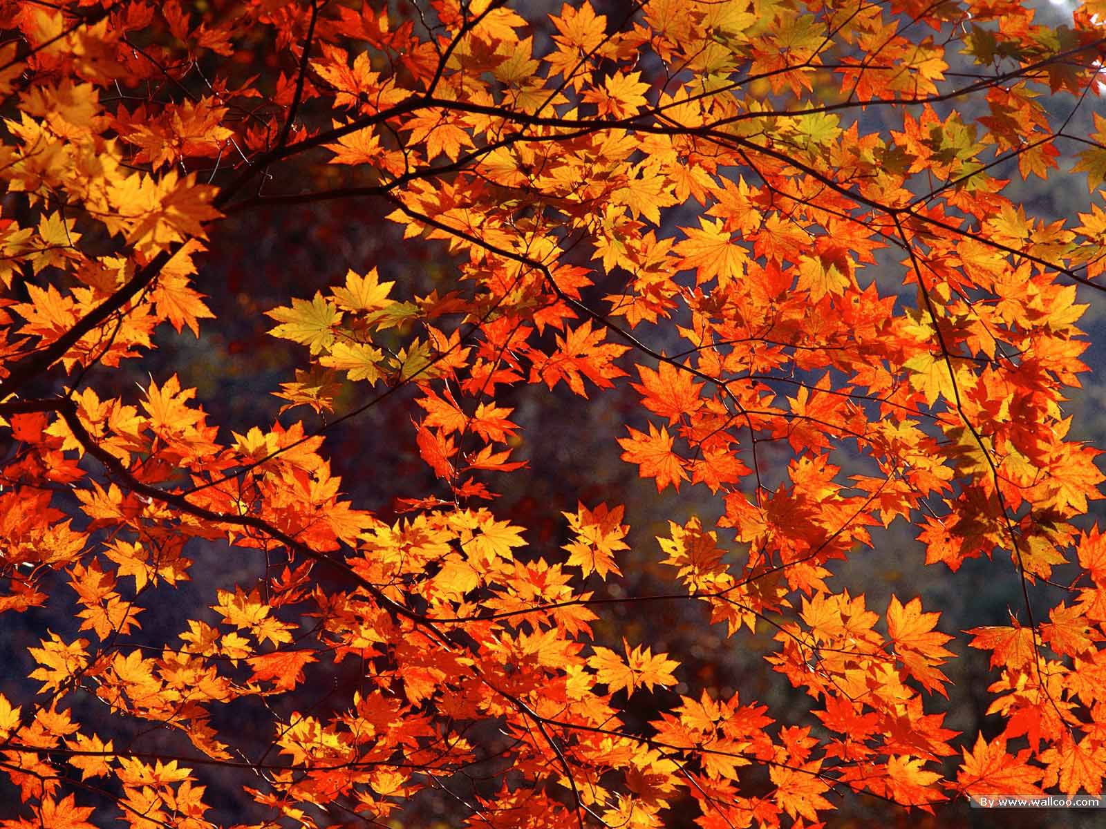 Autumn Themed Wallpapers