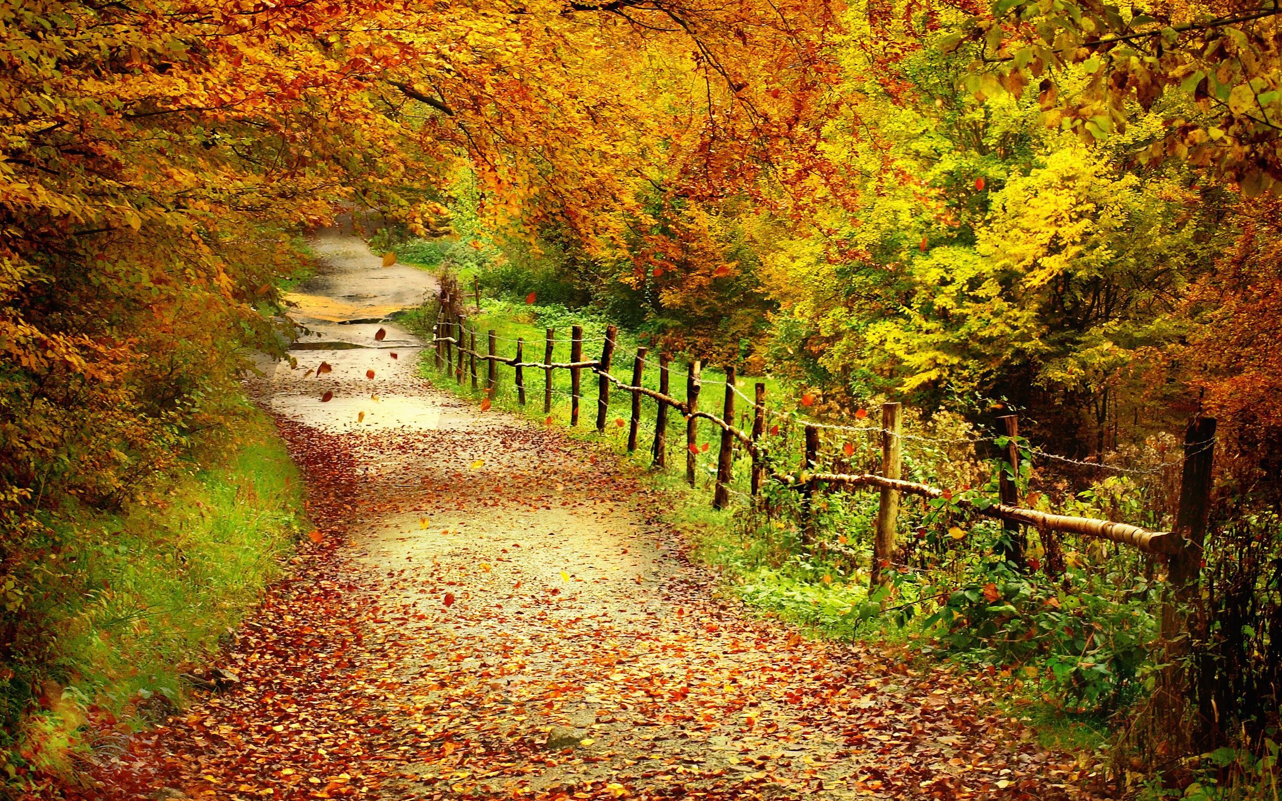 Autumn Trail Wallpapers
