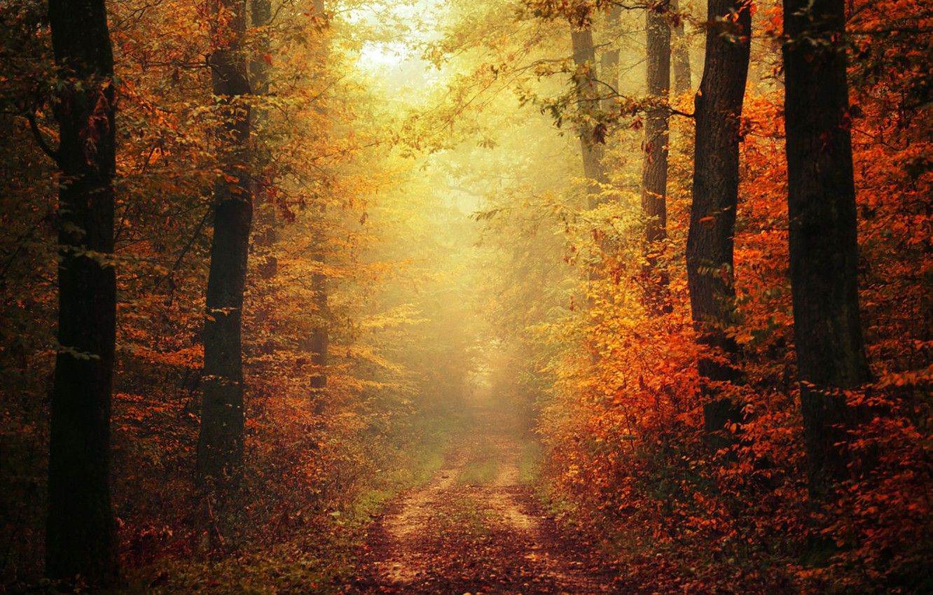 Autumn Trail Wallpapers