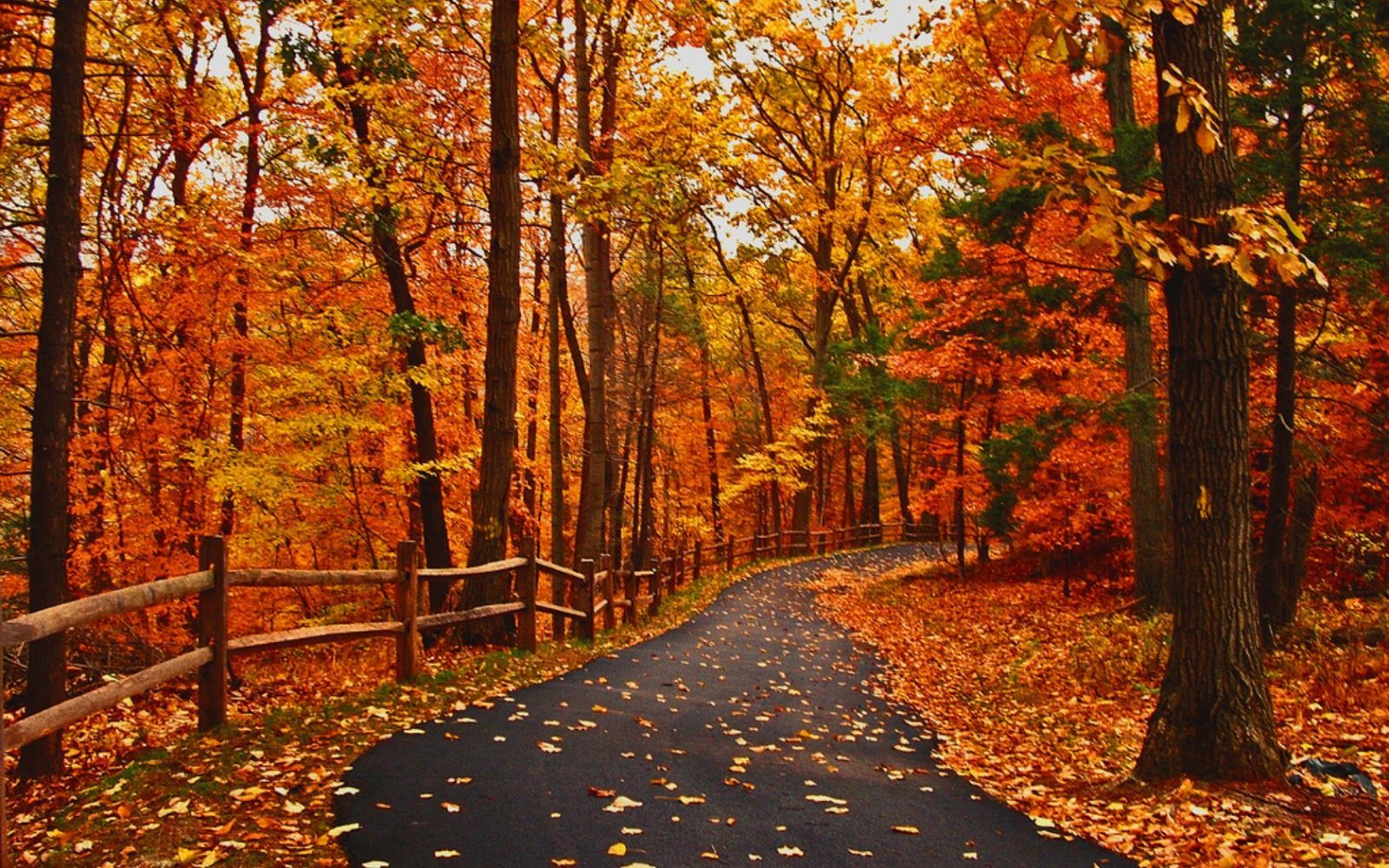 Autumn Trail Wallpapers
