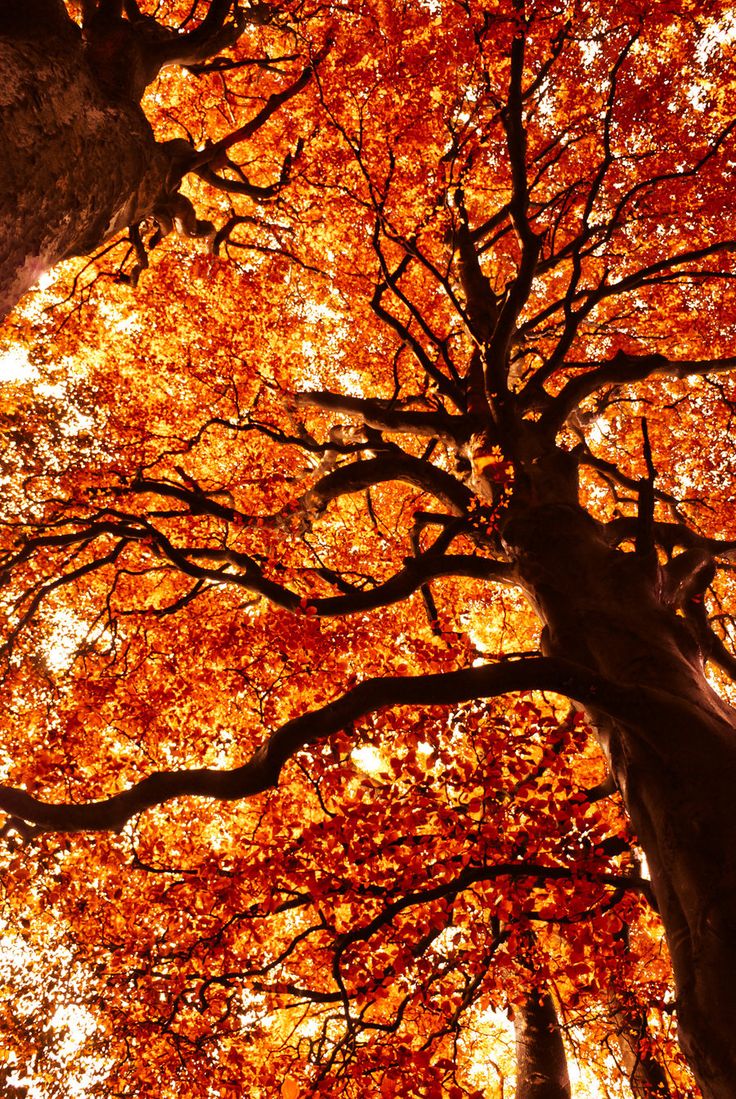 Autumn Tree Without Leaves Wallpapers