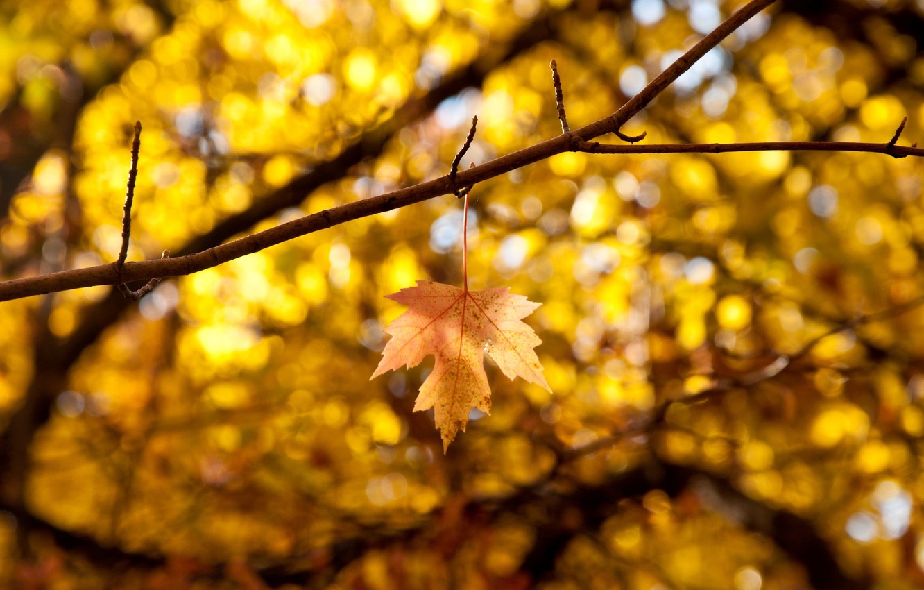 Autumn Tree Without Leaves Wallpapers