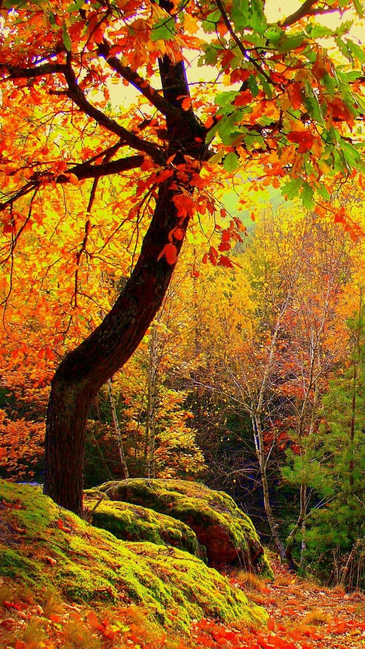 Autumn Tree Without Leaves Wallpapers