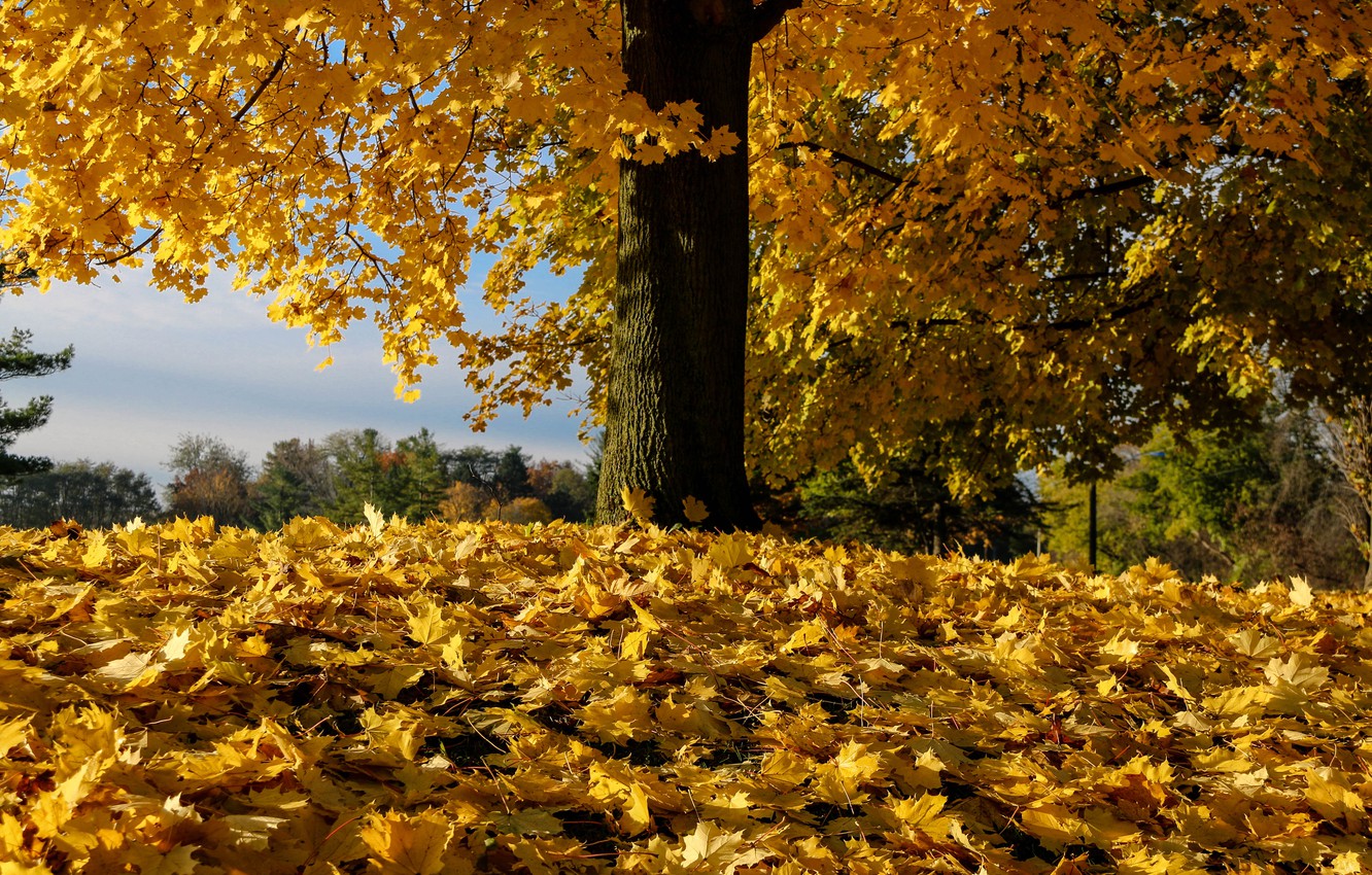 Autumn Tree Without Leaves Wallpapers