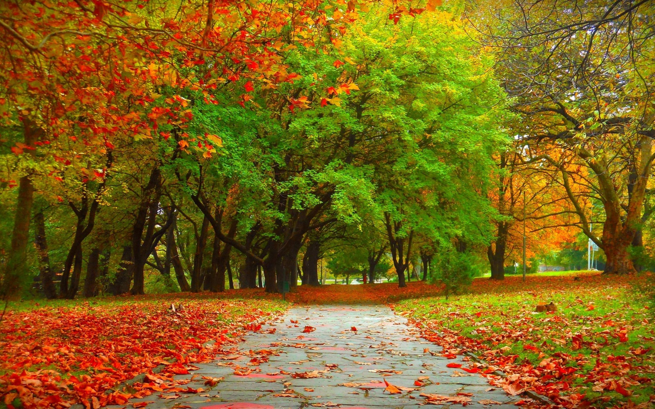 Autumn Tree Without Leaves Wallpapers