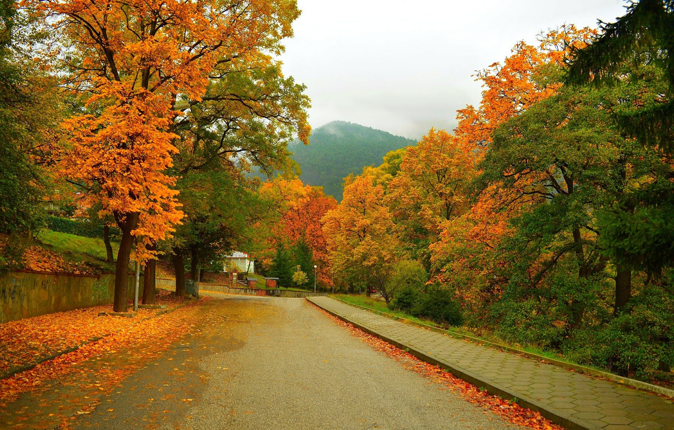 Autumn Tree Without Leaves Wallpapers