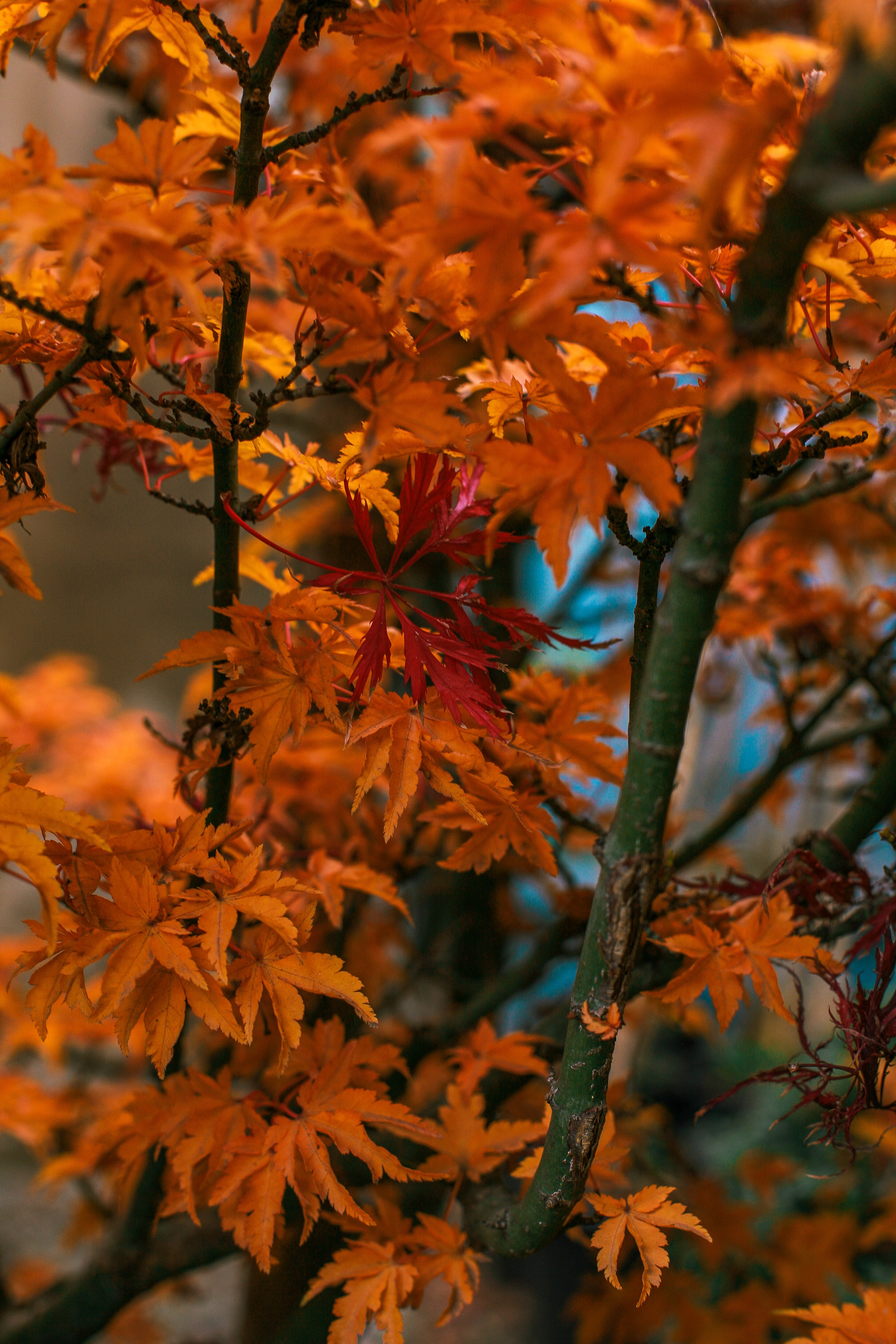 Autumn Tree Without Leaves Wallpapers