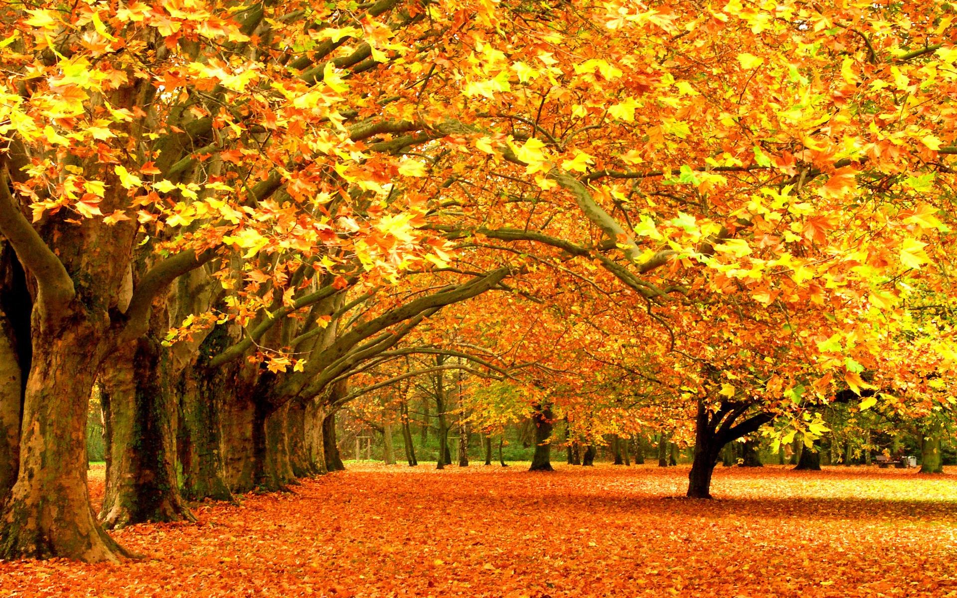 Autumn Trees Wallpapers