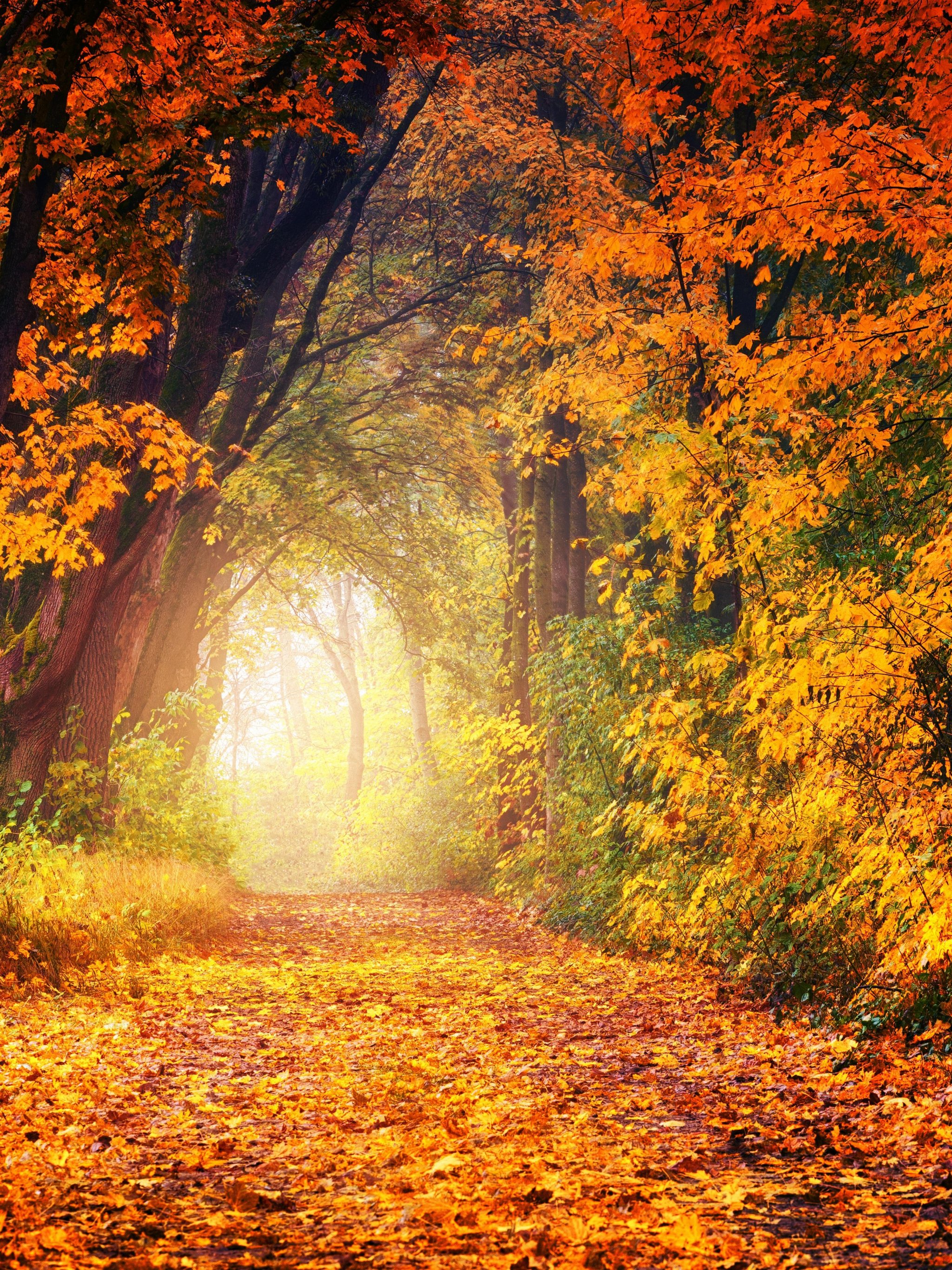 Autumn Trees Wallpapers