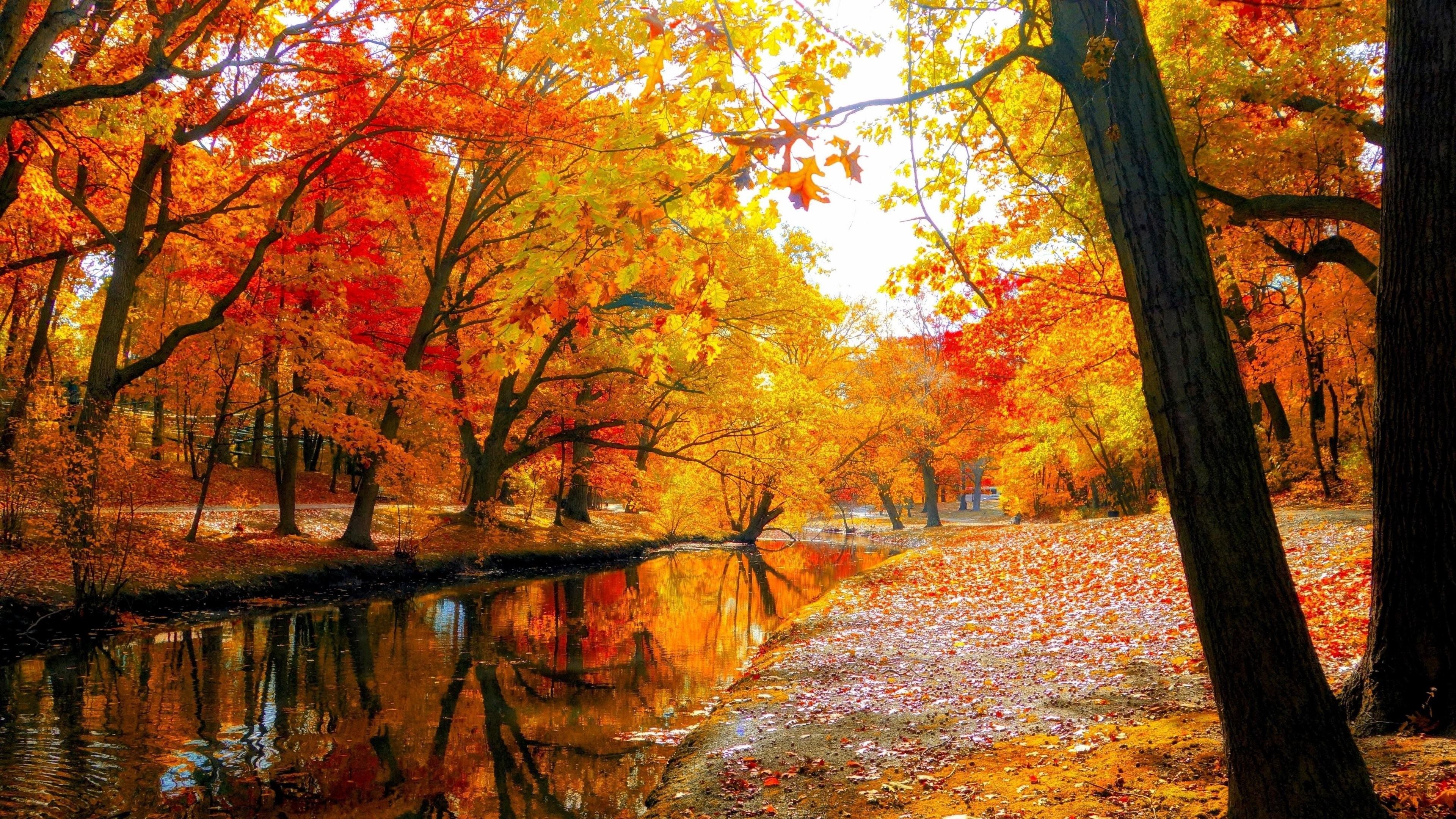 Autumn Trees Wallpapers