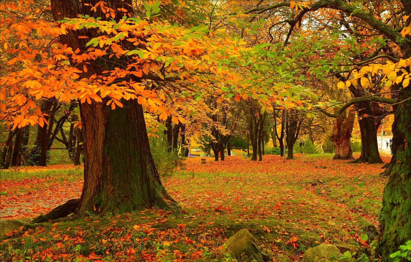 Autumn Trees Wallpapers