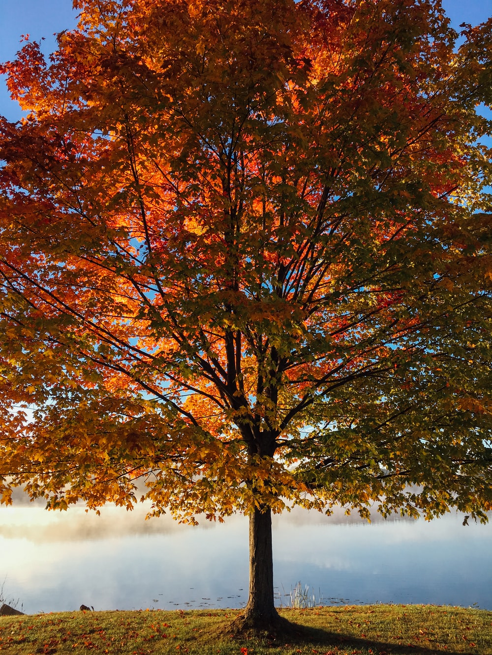 Autumn Trees Wallpapers