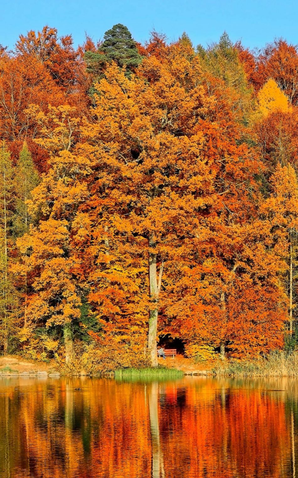 Autumn Trees Wallpapers