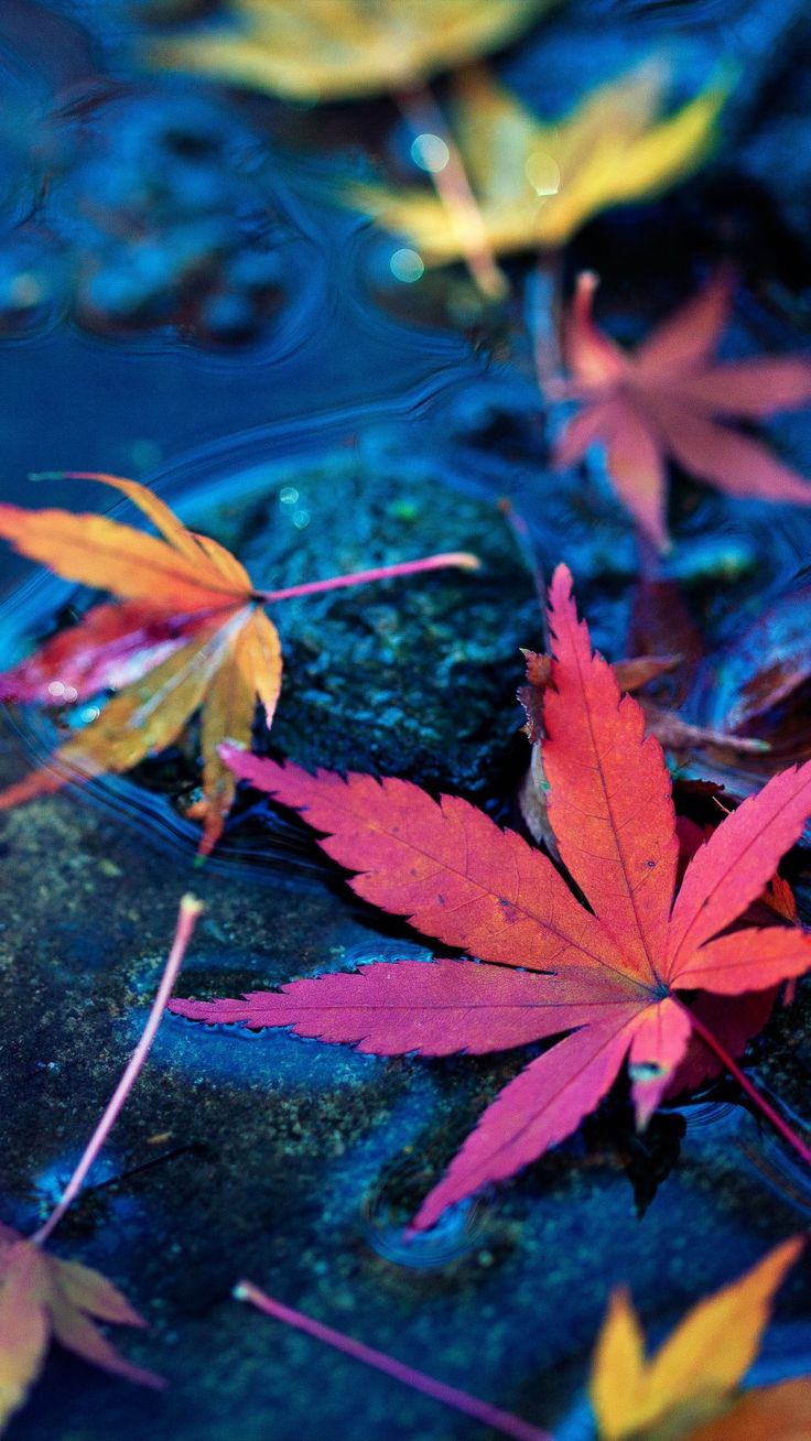 Autumn Water Wallpapers