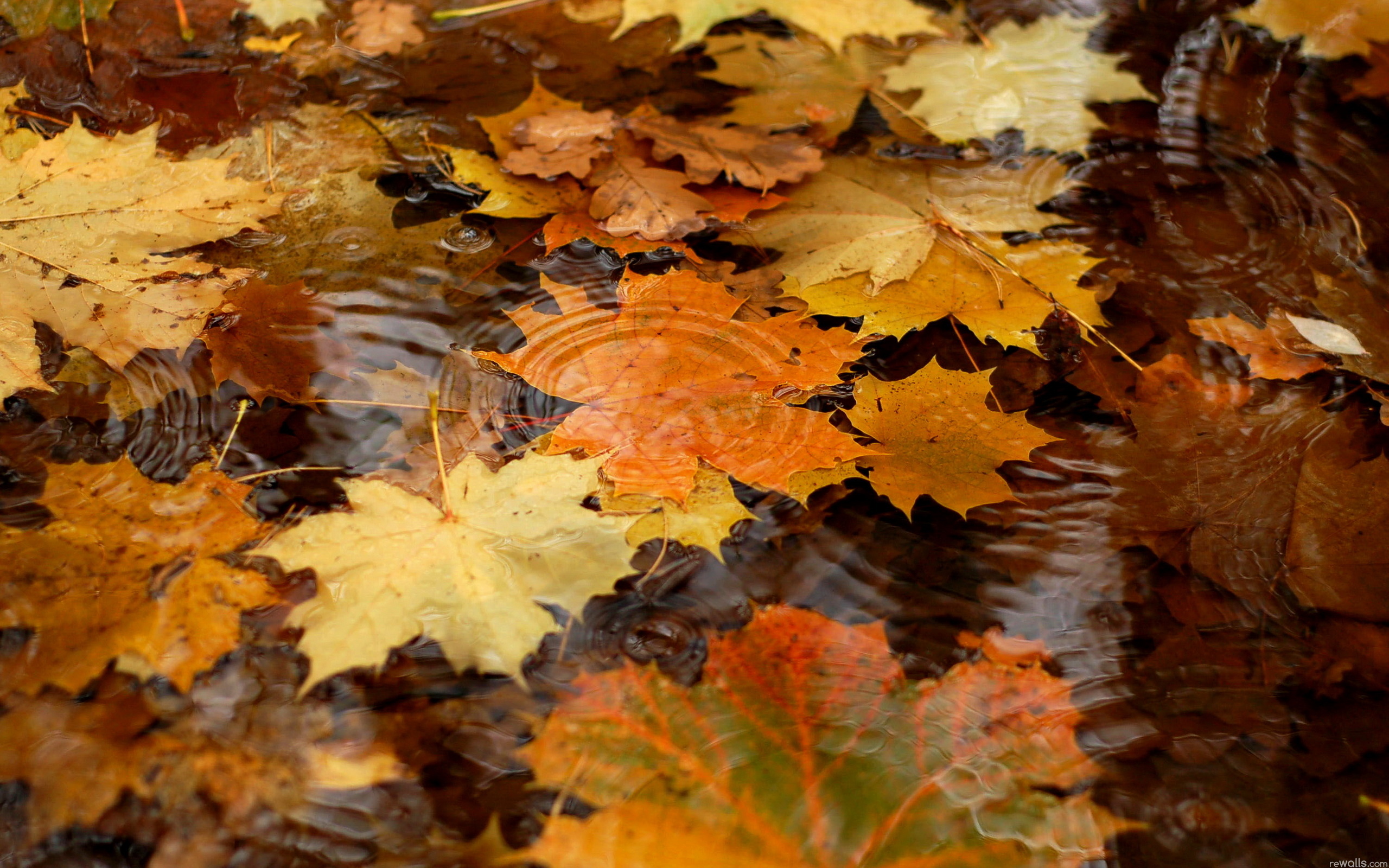 Autumn Water Wallpapers