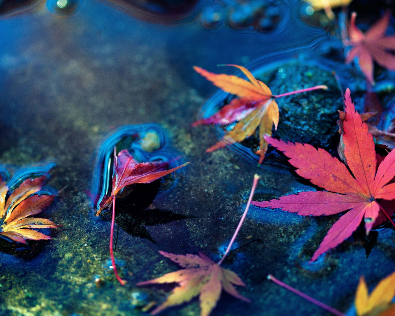 Autumn Water Wallpapers