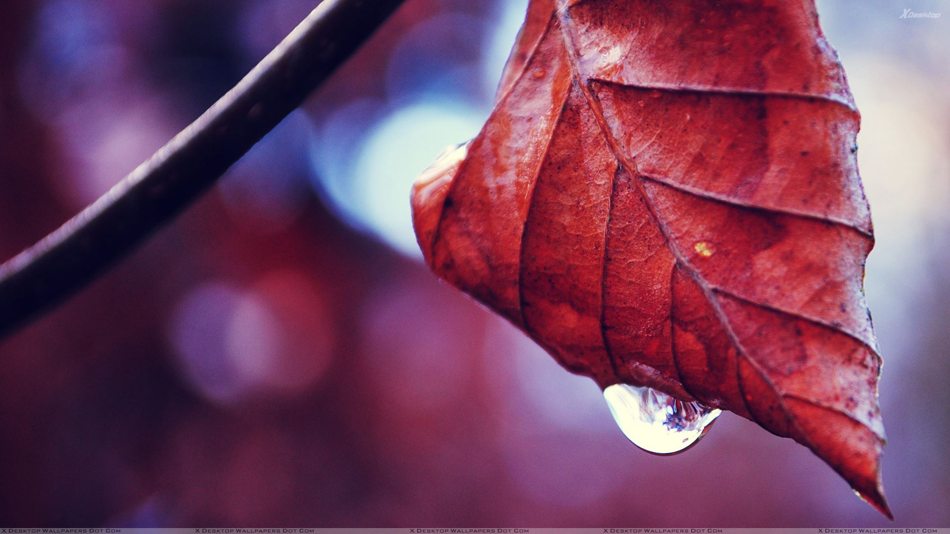 Autumn Water Wallpapers