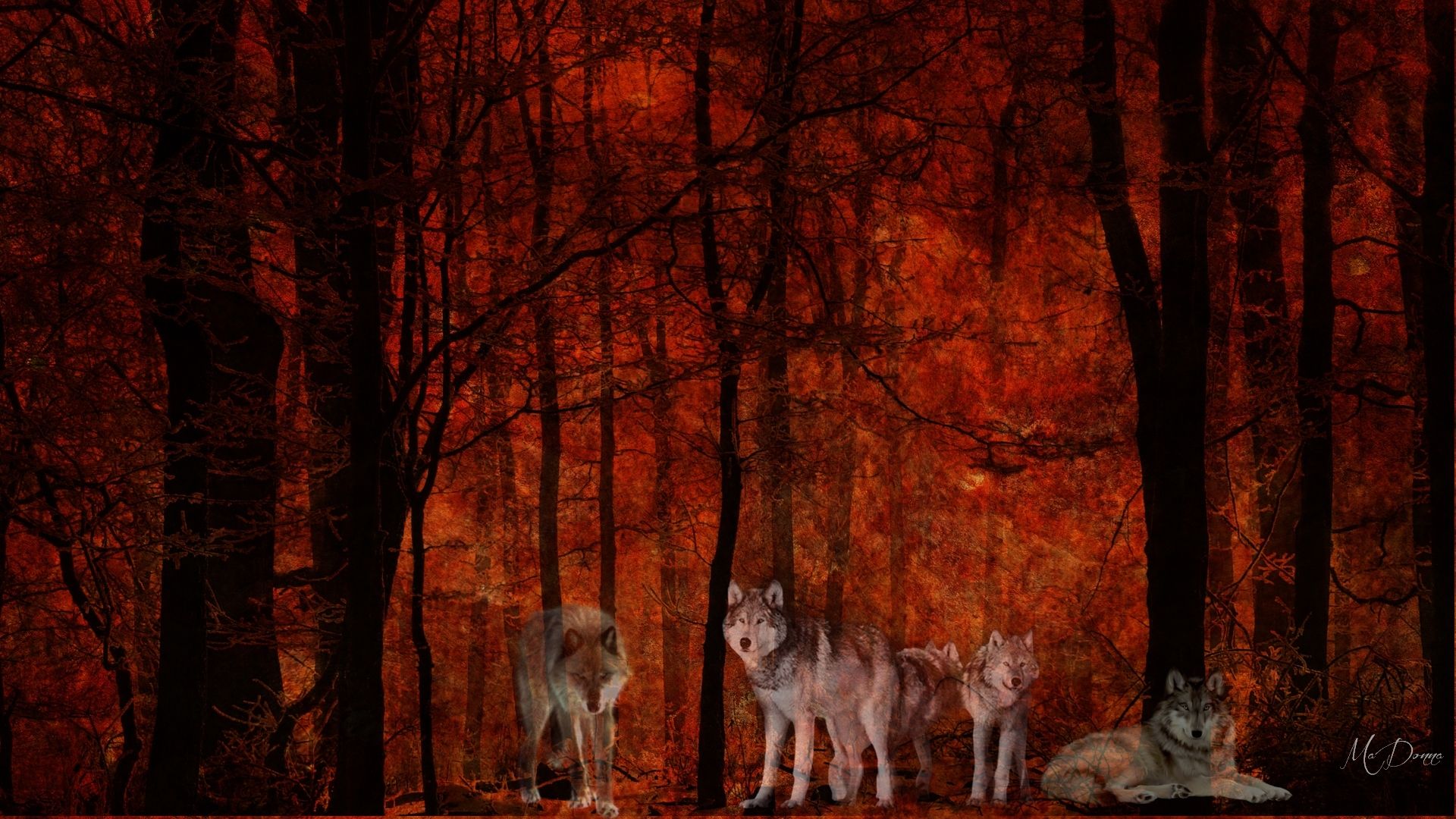 Autumn Wolves Wallpapers