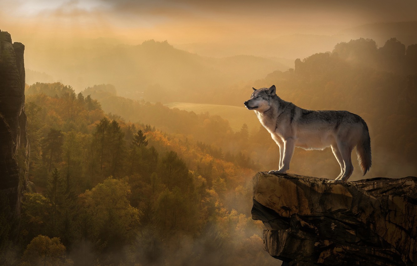 Autumn Wolves Wallpapers