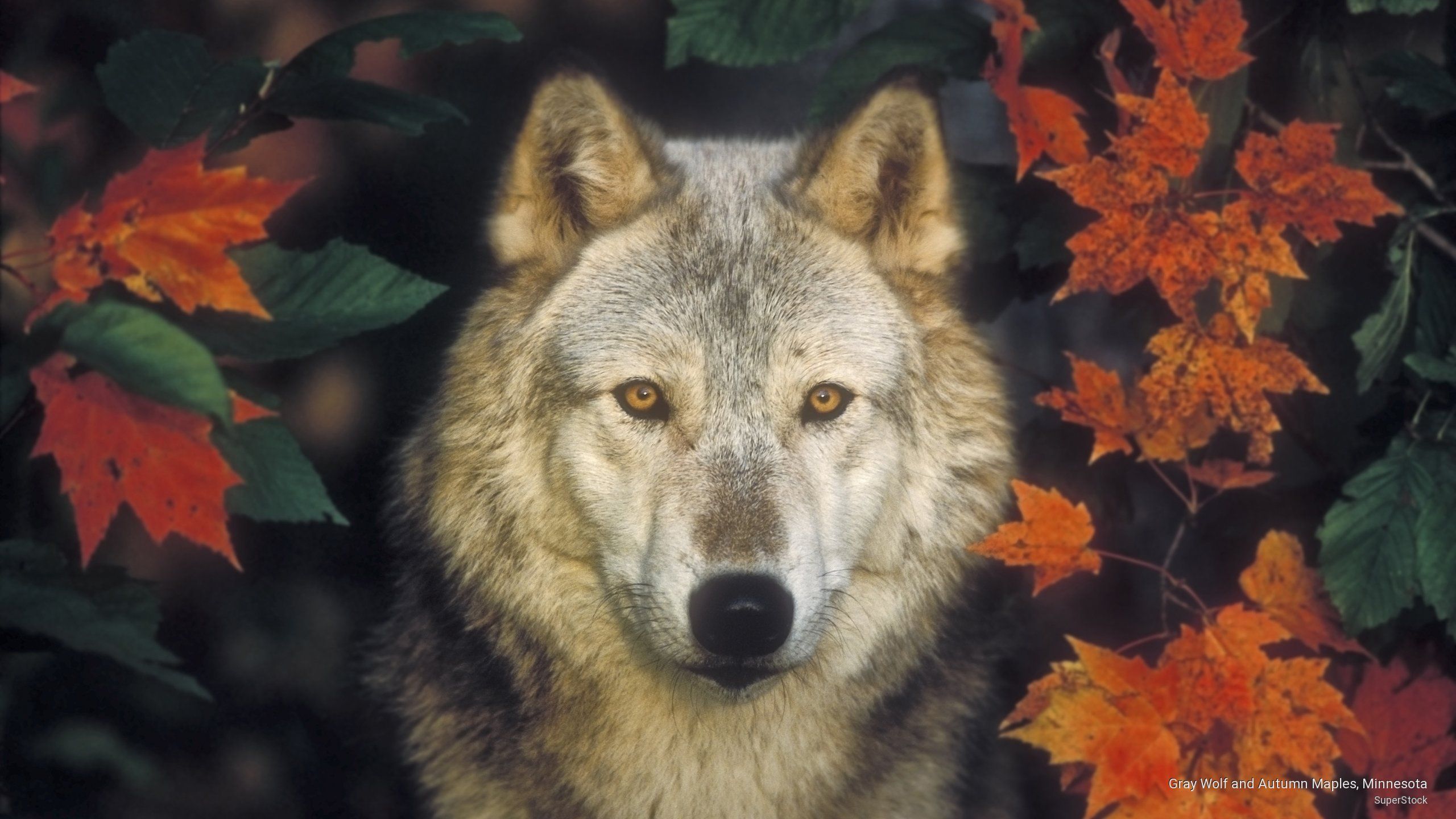 Autumn Wolves Wallpapers