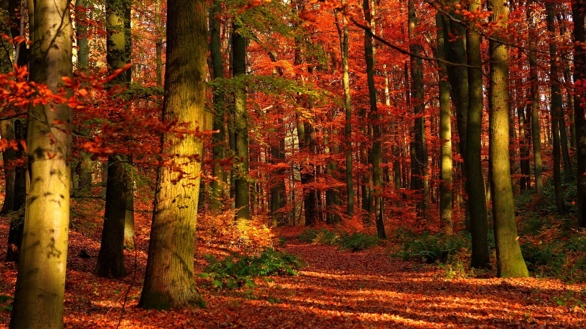 Autumn Woods Wallpapers