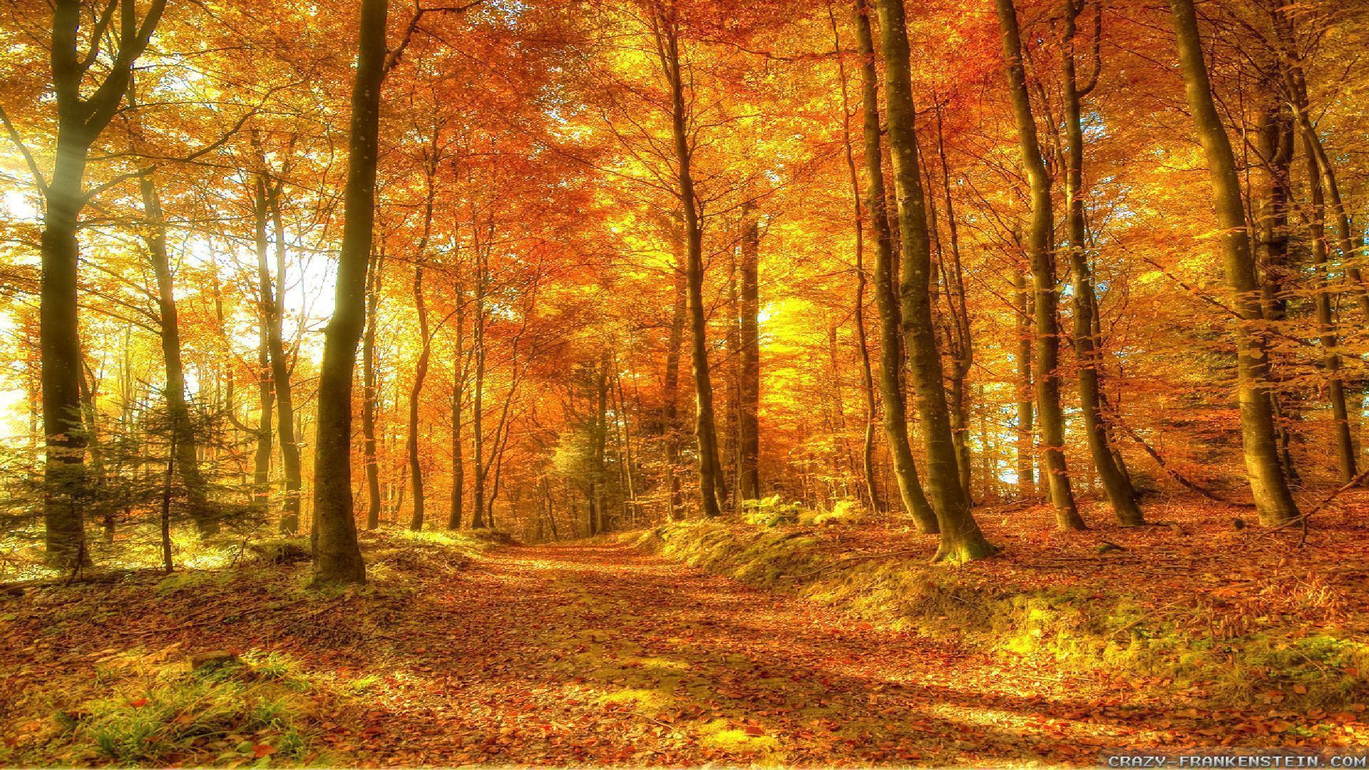 Autumn Woods Wallpapers