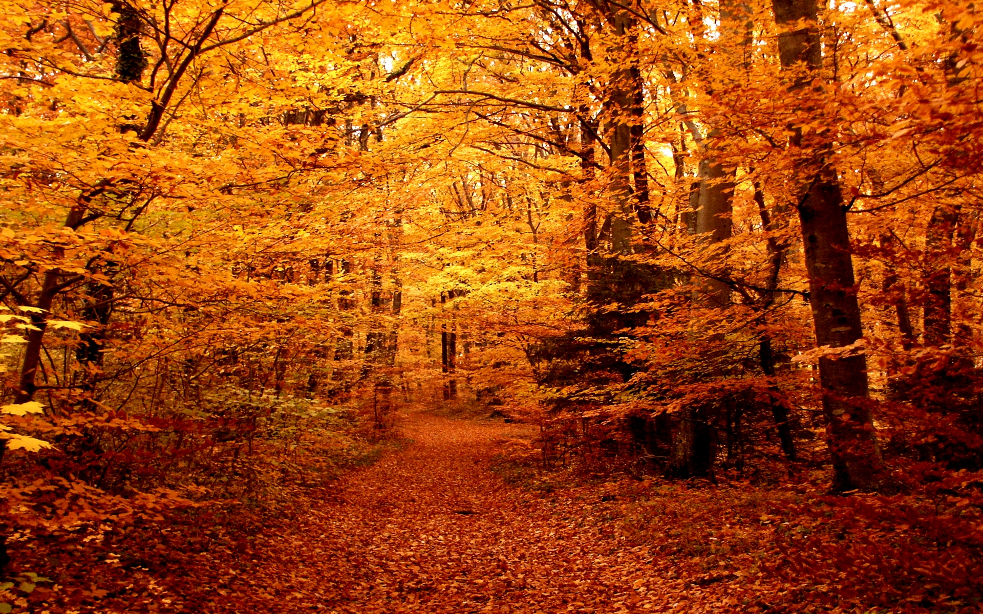 Autumn Woods Wallpapers