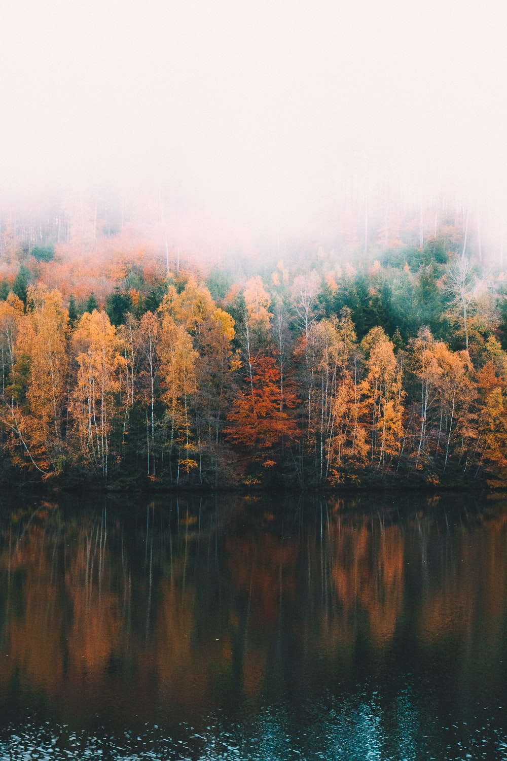 Autumn Woods Wallpapers