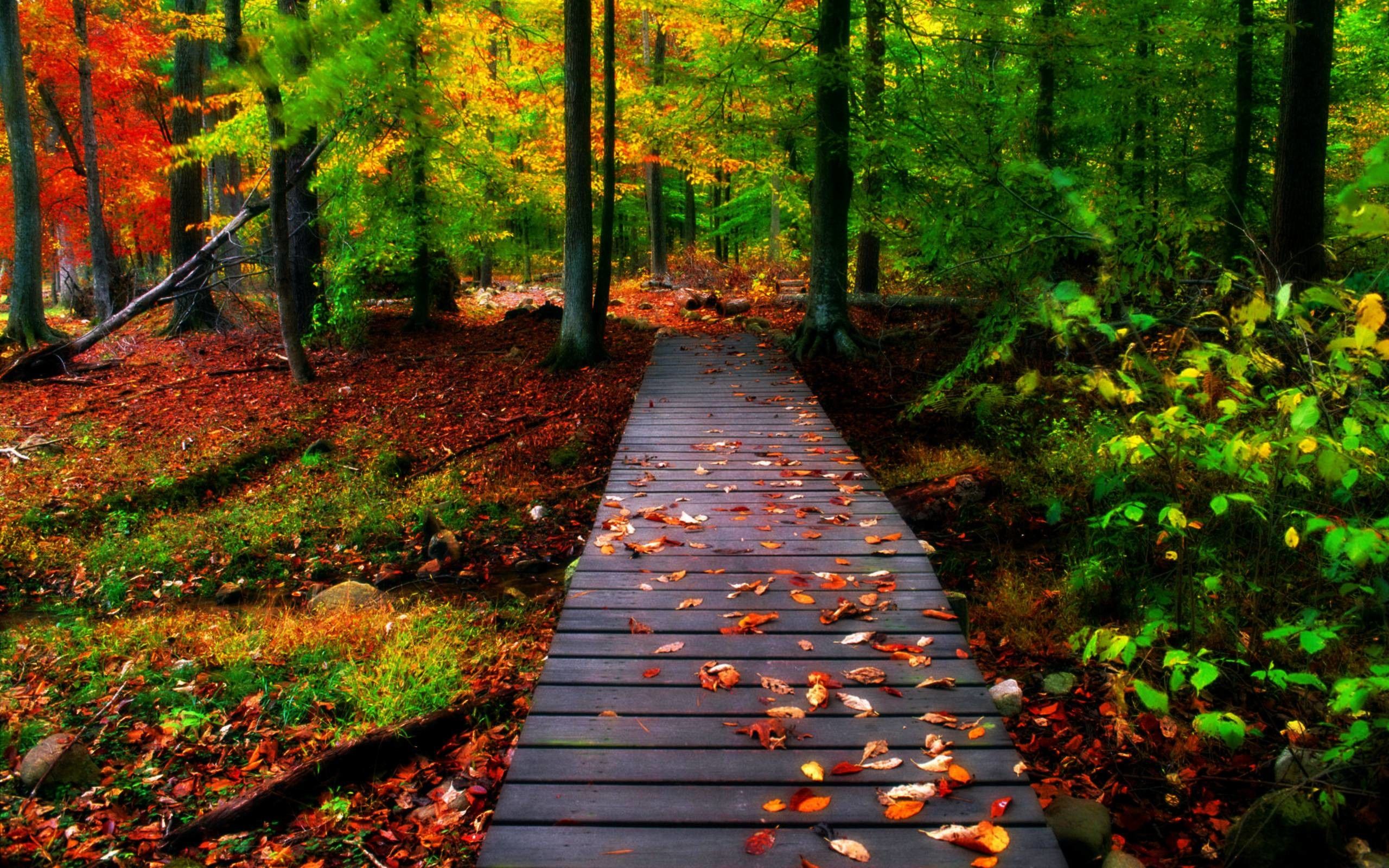 Autumn Woods Wallpapers