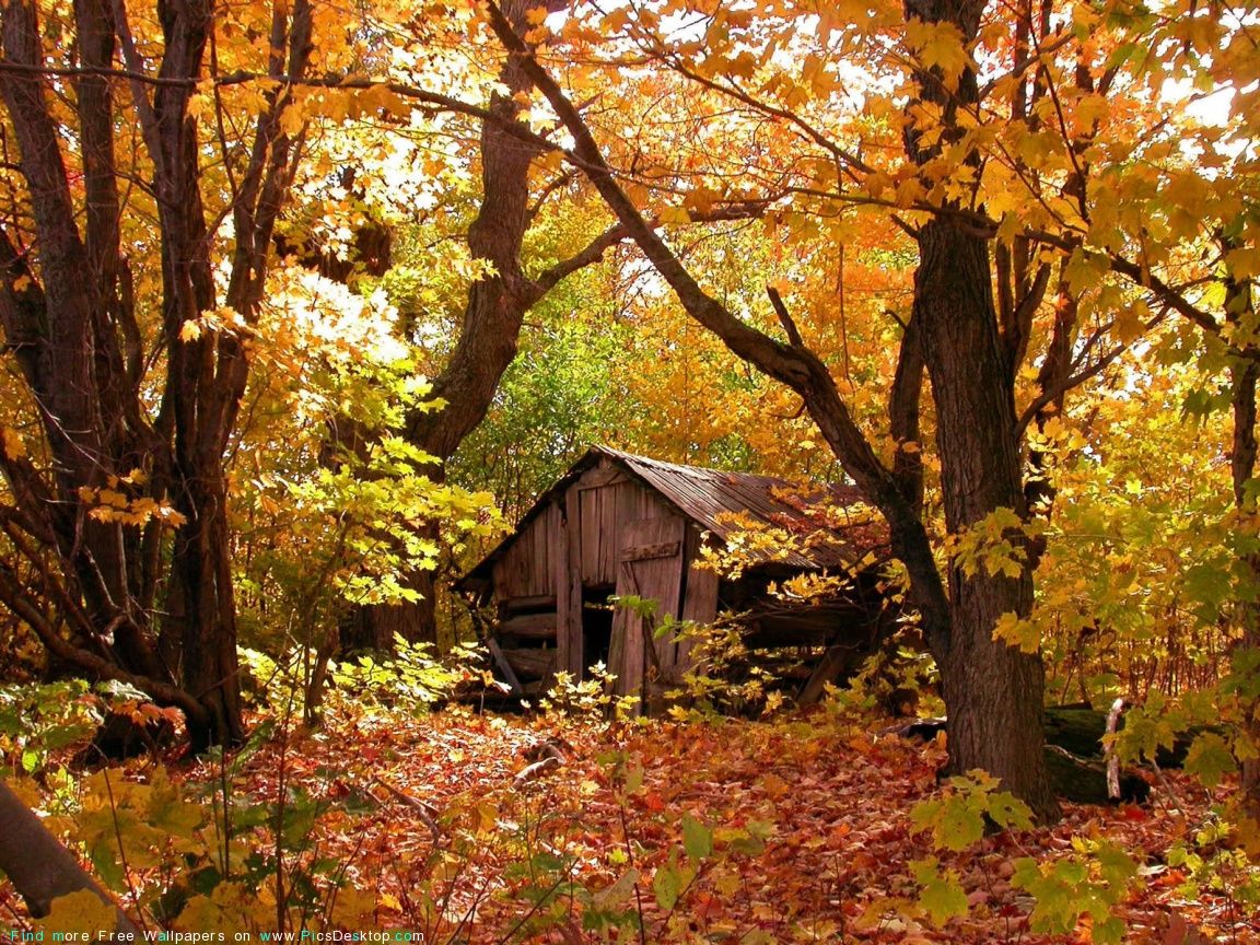 Autumn Woods Wallpapers