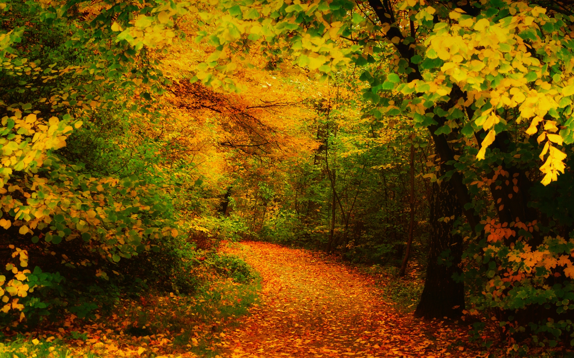 Autumn Woods Wallpapers