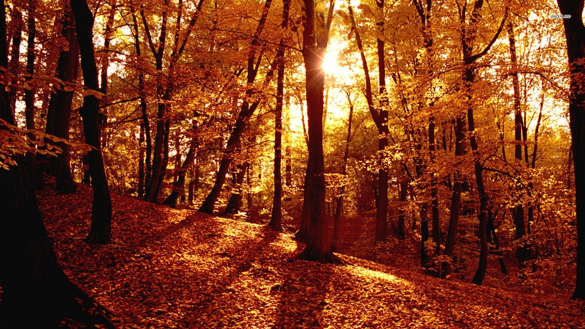 Autumn Woods Trees Fall Forest Wallpapers