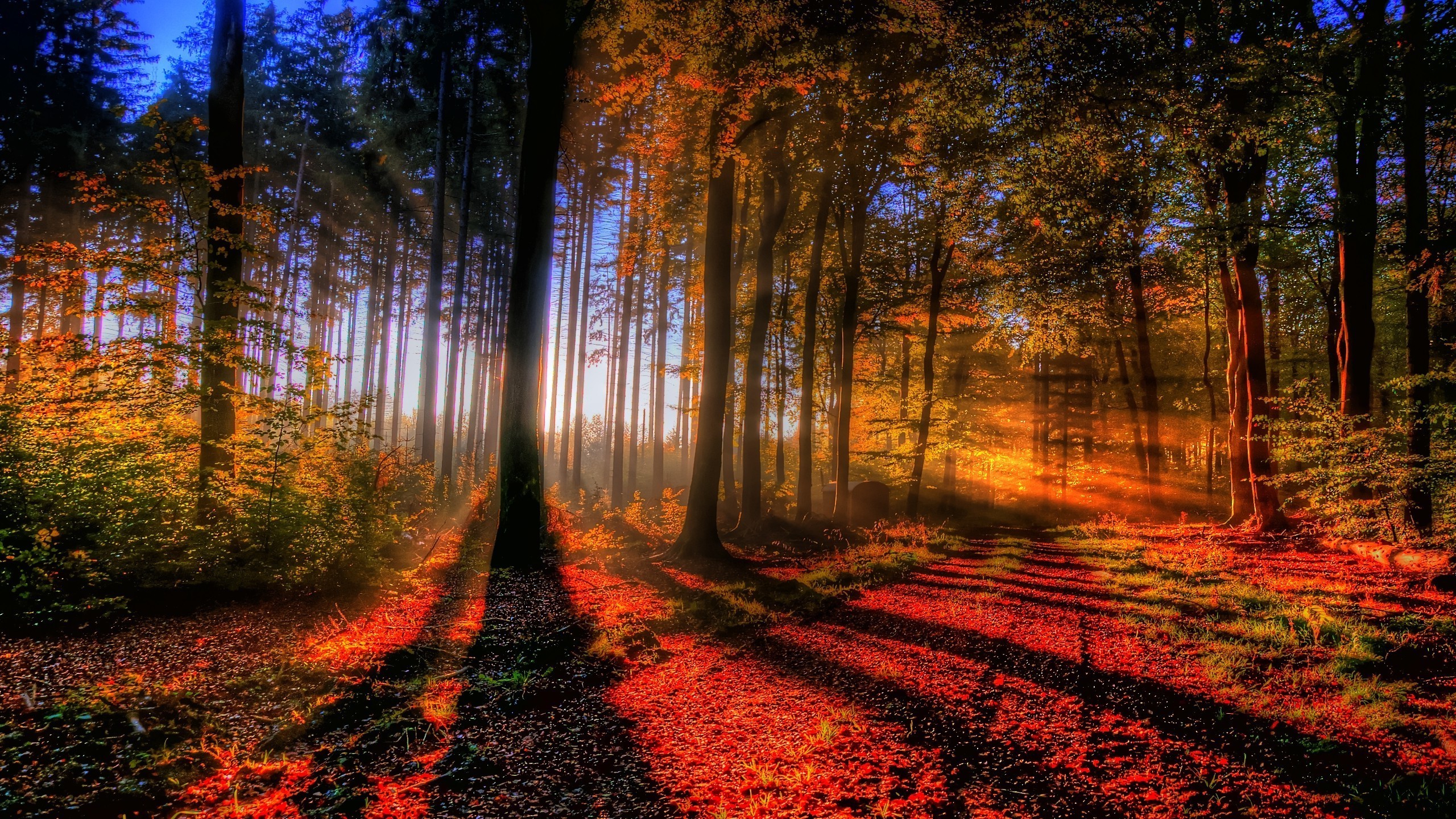 Autumn Woods Trees Fall Forest Wallpapers