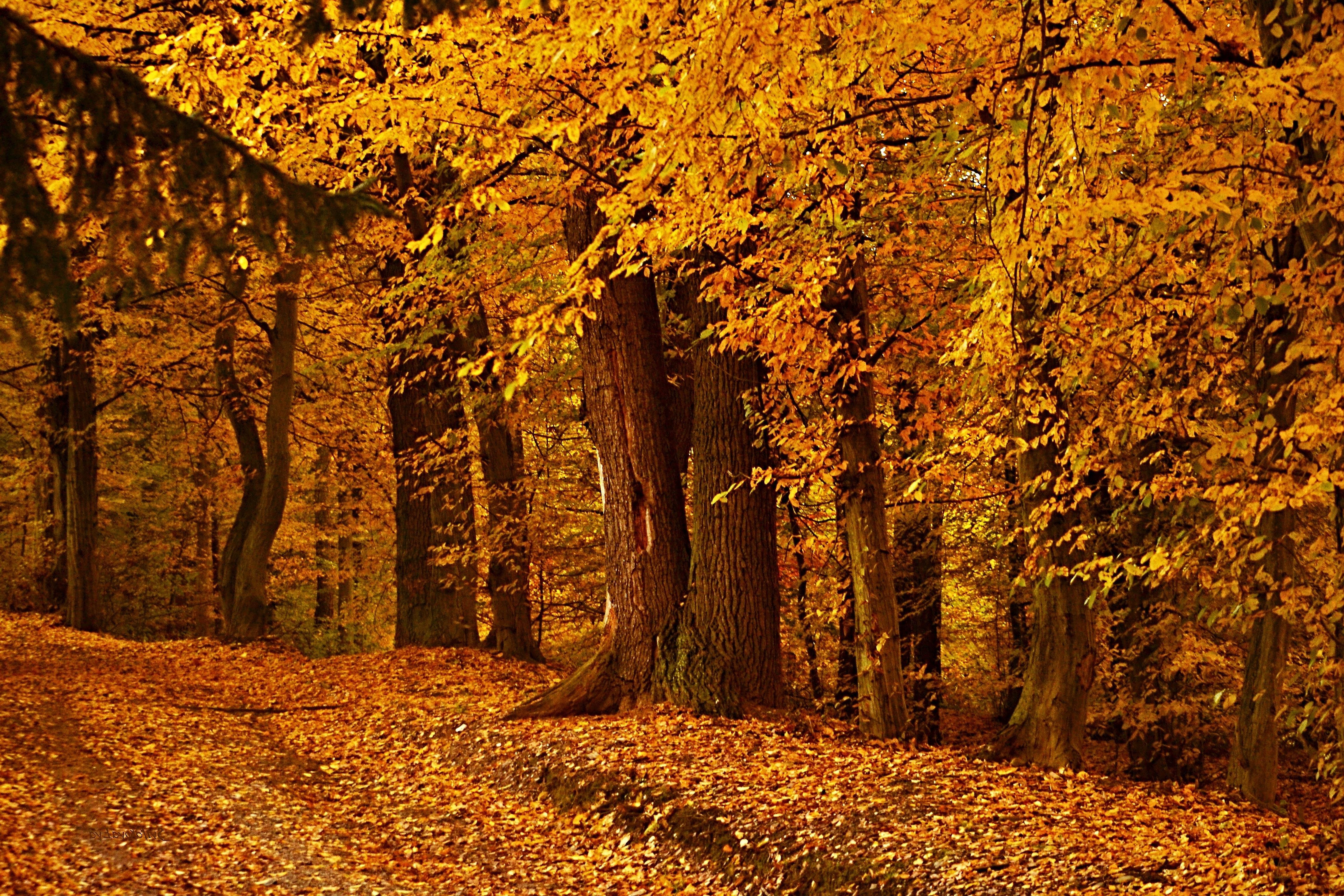 Autumn Woods Trees Fall Forest Wallpapers