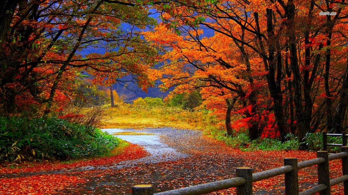 Autumn Woods Trees Fall Forest Wallpapers