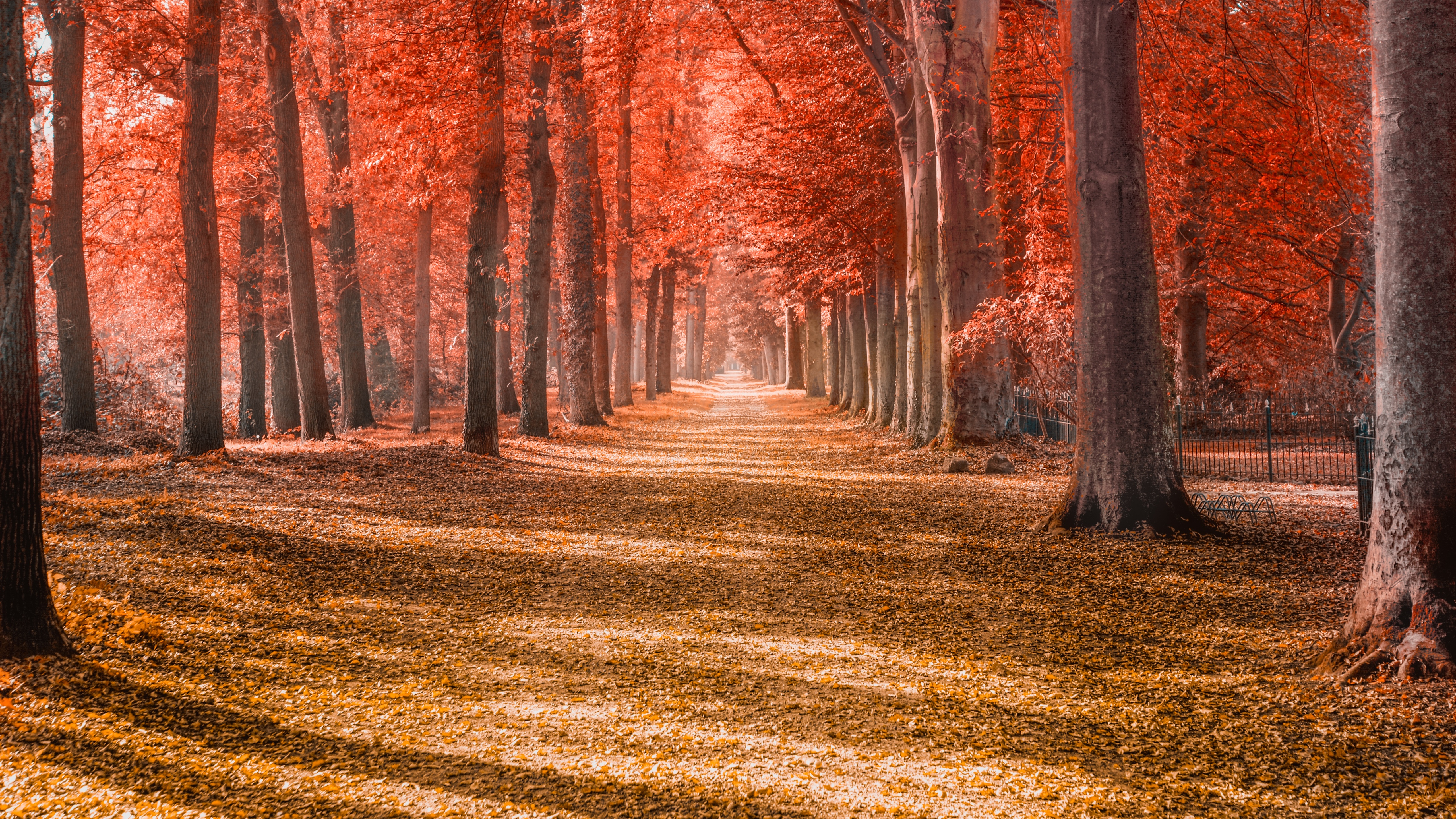 Autumn Woods Trees Fall Forest Wallpapers