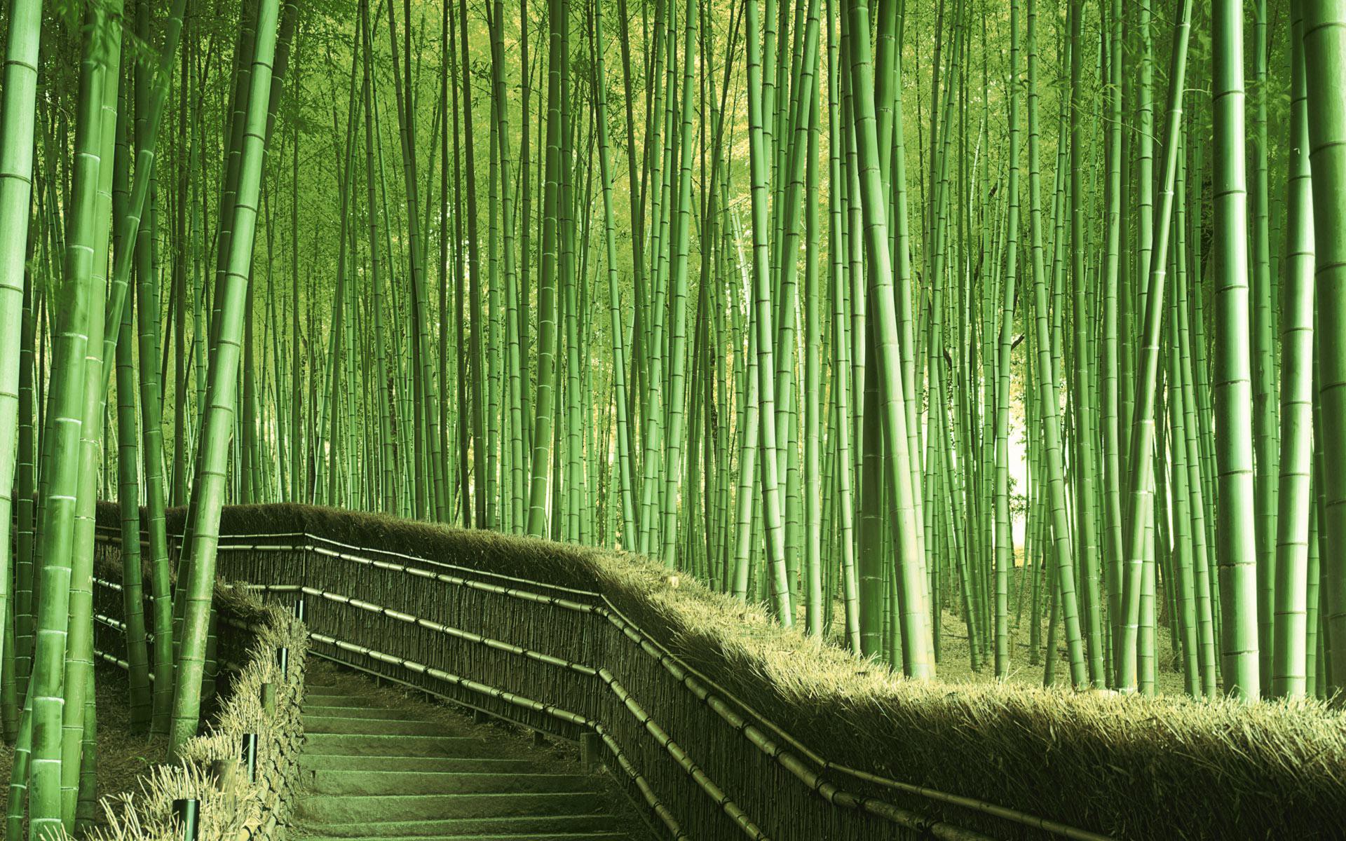 Bamboo Wallpapers